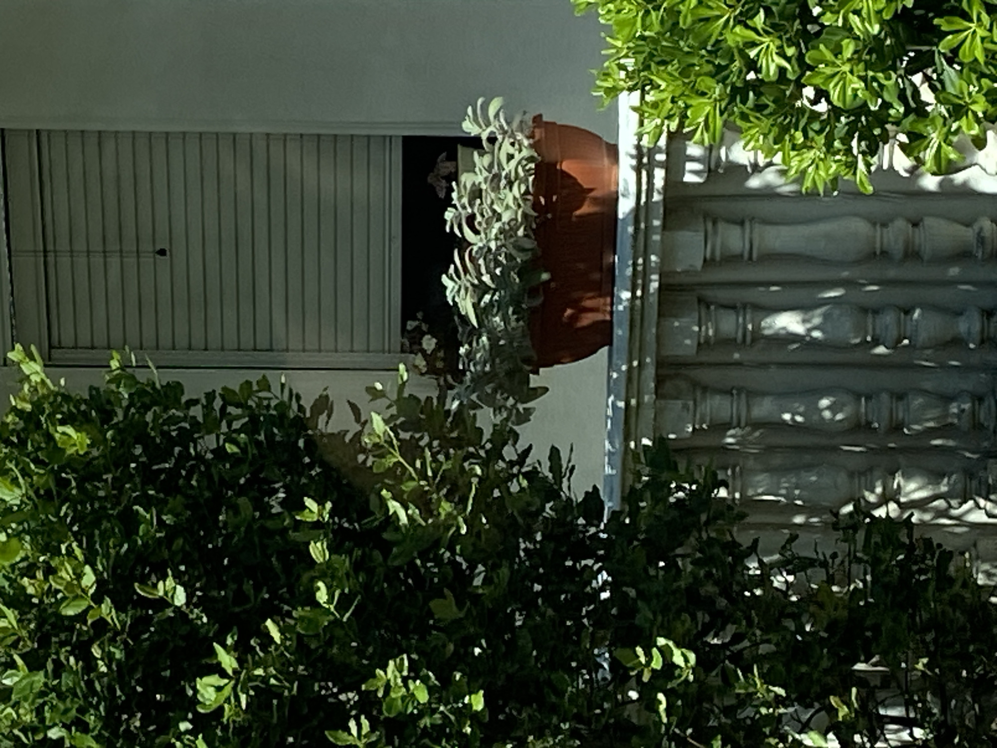 In Budva, Montenegro, a windowsill is adorned with a brown planter holding a cluster of silvery-green, bushy plants. The planter rests on a decorative balustrade, a stone railing with turned spindles, that runs along what appears to be a balcony or porch. Behind the planter, a window is covered by closed horizontal blinds, casting horizontal lines of shadow. To the left of the scene, a large, dark green leafy bush or tree partially obscures the view. To the right, another vibrant green bush with smaller leaves is visible. The overall impression is a sunlit outdoor setting with a focus on the plants and architectural details.