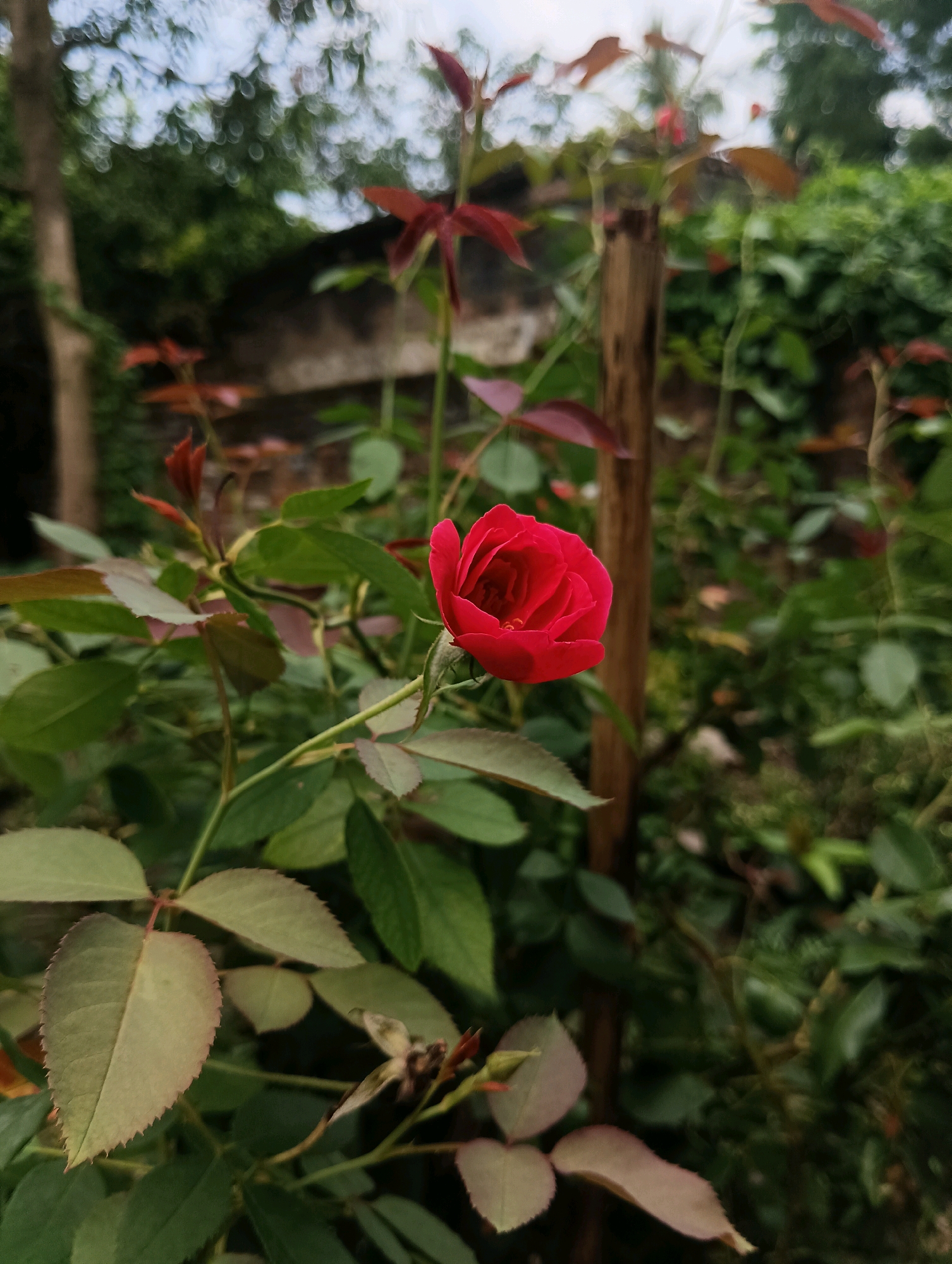 A single, vibrant red rose bud is in focus in the foreground, positioned slightly to the left of the center. The rose exhibits tightly closed petals, suggesting it is in the early stages of blooming. It is surrounded by lush green rose leaves, some of which have reddish-purple tinges on their edges. A thin, wooden stake is visible to the right of the rose, serving as a support for the plant. The background is a blur of green foliage, trees, and a hint of a stone wall, indicating an outdoor garden setting. The sky above is diffused and appears overcast, with bright circular bokeh effects suggesting light filtering through leaves or water droplets. The image was captured in Dakhin Parsa, India, a rural area known for its agricultural landscape and numerous gardens.