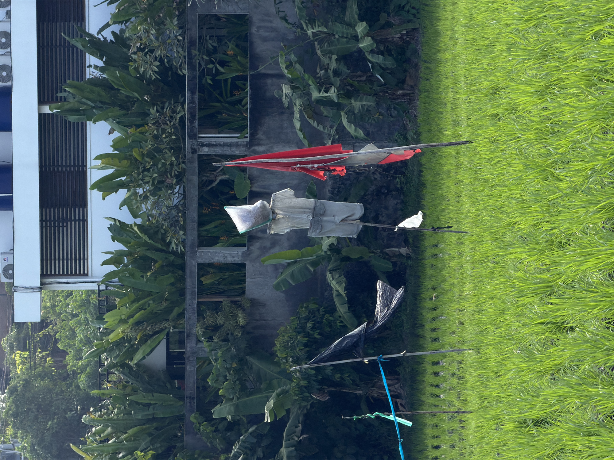 In a lush green rice paddy field located in Mengwi, Indonesia, two scarecrows stand guard. The scarecrows are crudely constructed, with one adorned in a light-colored shirt and shorts, its head covered by a plastic bag. Nearby, a second scarecrow features a tattered red flag attached to its pole. The field is vibrant with young rice shoots, indicating active cultivation. In the background, a concrete wall runs horizontally, topped with dense green foliage and the upper floors of a modern building with horizontal blinds and air conditioning units. The scene suggests a rural agricultural setting juxtaposed with modern architecture.