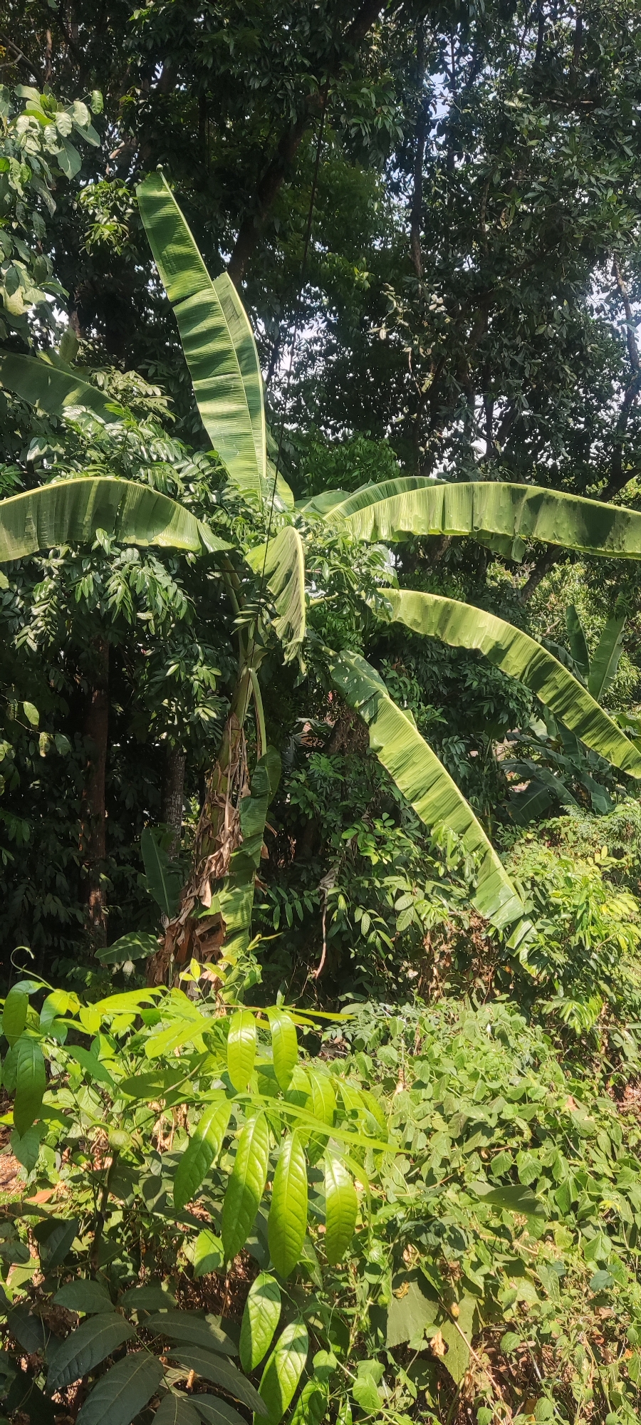 The image depicts a lush, green, outdoor scene dominated by a banana tree with its large, characteristic leaves. The banana tree is centrally located, with several fronds extending outwards. The surrounding environment is dense with various types of vegetation, including smaller plants, bushes, and trees. The lighting suggests it is daytime, with sunlight filtering through the canopy of the trees, creating dappled light and shadows. The scene appears to be natural, possibly a garden or a natural landscape. There are no people or animals visible in the image. The ground is covered with vegetation.