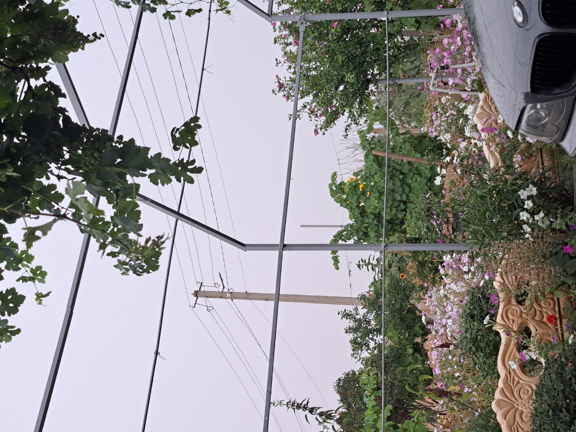 The image depicts a garden scene in Vypasne, Ukraine, featuring a variety of flowering plants and greenery. In the foreground, a light-colored, ornate decorative fence partially obstructs the view of a dense arrangement of pink, white, and purple flowers. To the right, the front of a dark-colored car is visible, its hood covered in water droplets. Behind the flowers, a wooden fence is present, and beyond that, trees and bushes form the background. Overhead, a metal structure, possibly a trellis or awning, is supported by posts, with grapevines and their leaves hanging down. In the distance, a utility pole with electrical wires stands against an overcast sky.