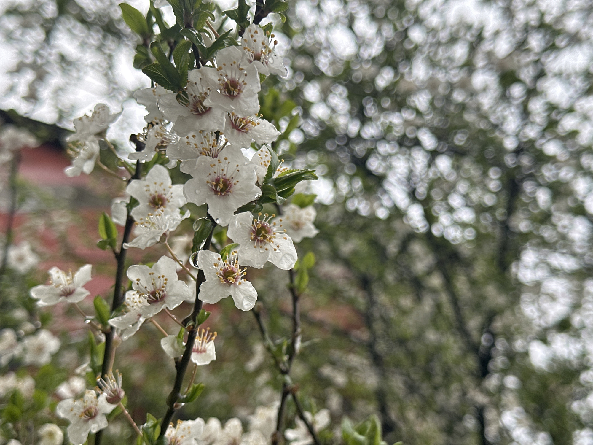The image depicts a close-up of blooming plum blossoms in Sofia, Bulgaria. The foreground is dominated by branches of a plum tree, adorned with white flowers with reddish-pink centers and visible stamens, many bearing water droplets. Small green leaves sprout along the branches. In the background, there's an out-of-focus view of more trees and possibly the roof of a building with red brick. The general impression is that of a rainy spring day. The branches seem to be hanging loosely.