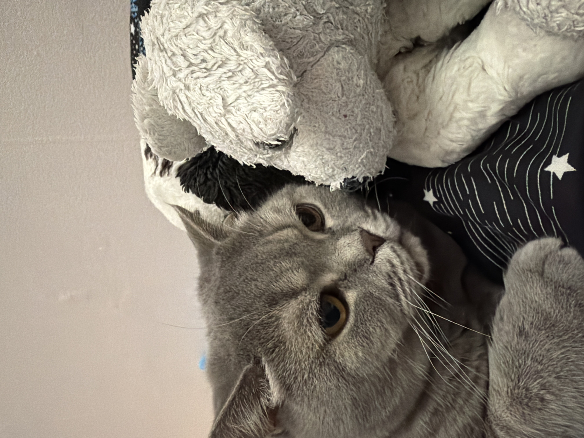 A gray cat with amber eyes lies on a black and white patterned surface. A fluffy white toy is above the cat. The cat is looking up. The location and city are not discernible from the image.