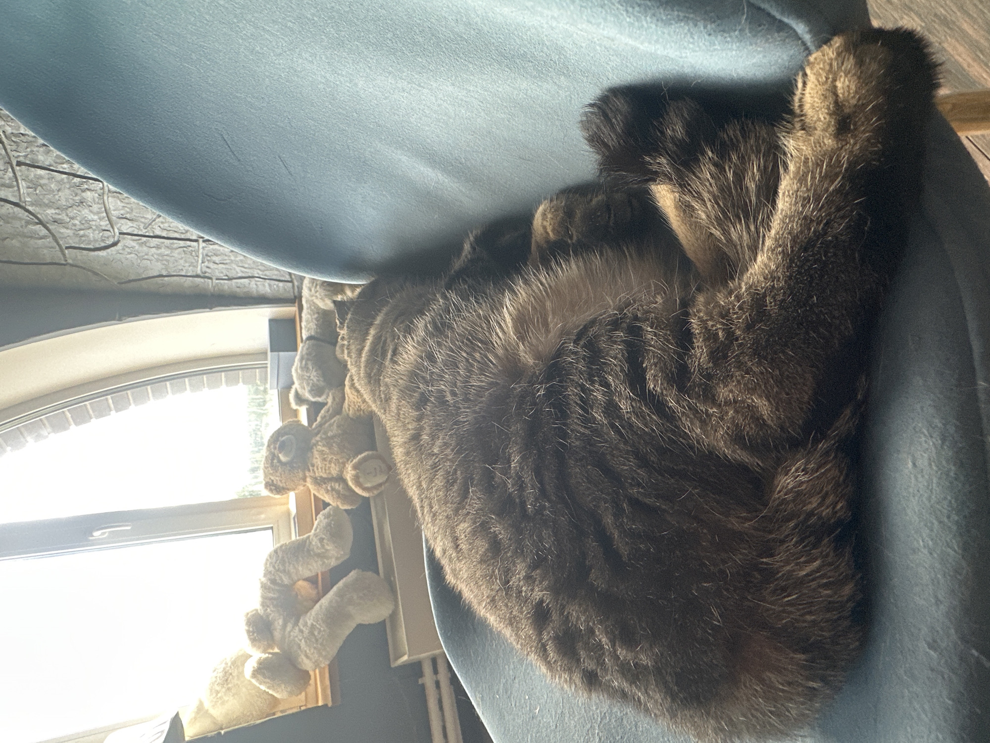 A tabby cat sleeps curled up on a blue chair in front of a window. The cat is dark brown with black stripes. In the background, several teddy bears are arranged on a windowsill. The window looks out onto a bright, hazy sky. The wall behind the chair is made of stone. The scene appears to be an indoor setting, possibly a home in the city of Virki, Russia.