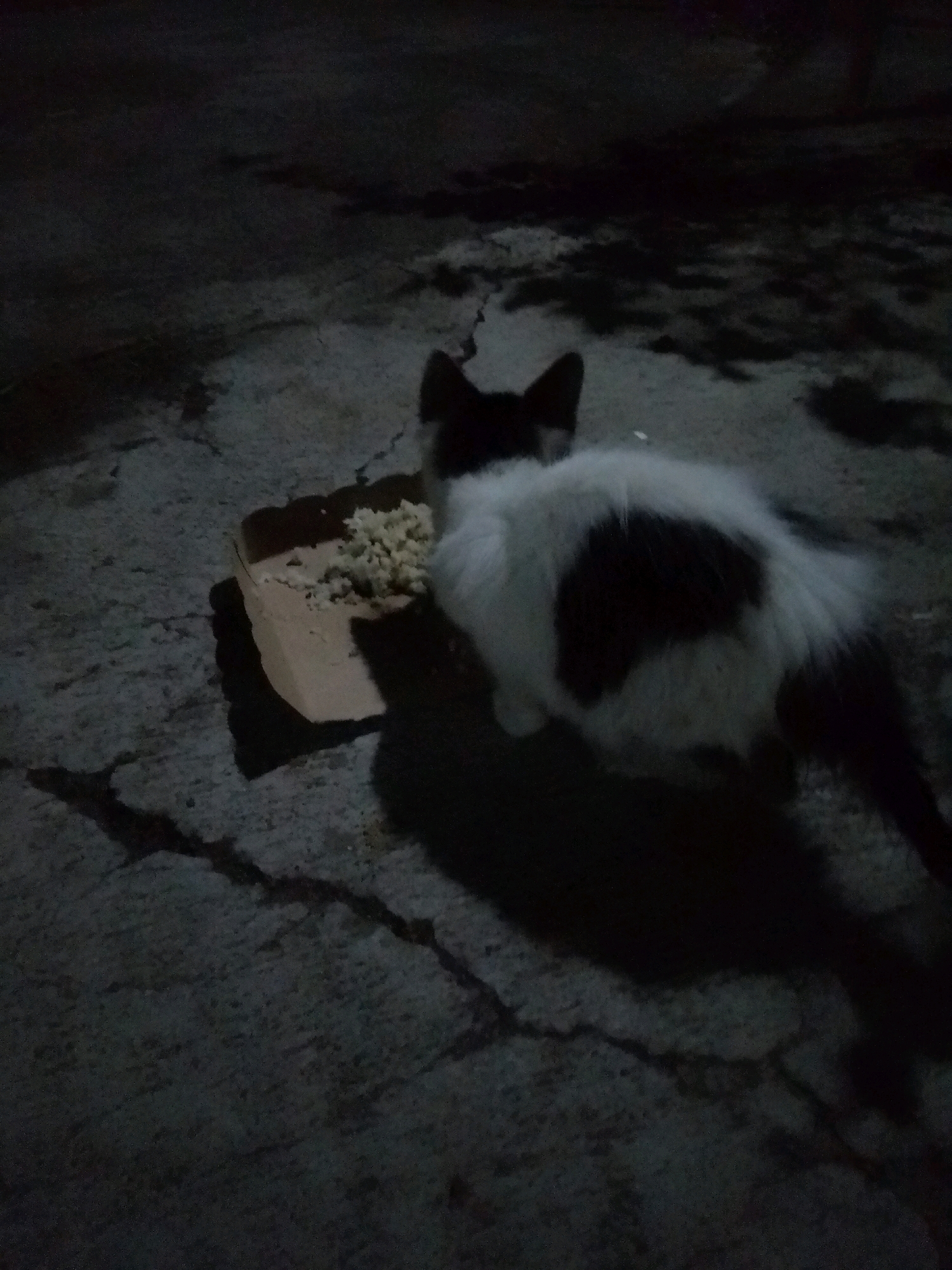 A black and white cat is eating from a cardboard box on a cracked concrete surface at night. The cat is partially obscured by shadow, but its fur appears fluffy. The environment is dark, suggesting it is an outdoor location.
