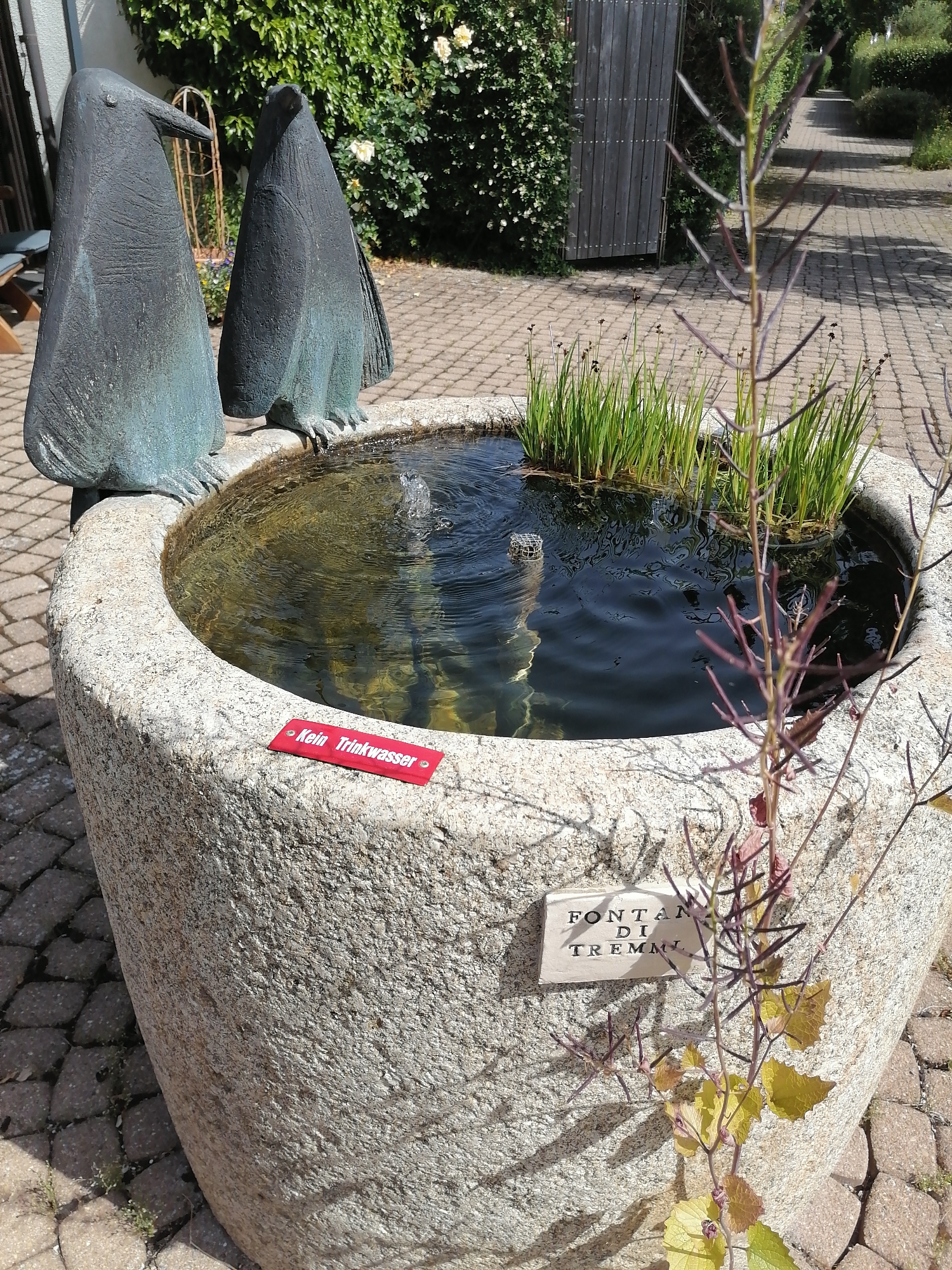 This is an outdoor, eye-level, medium shot image of a stone fountain in Grünwald, Germany. The fountain is filled with water and has plants growing in it. Two large, dark-colored statues of penguins are positioned on the edge of the fountain. One penguin statue is on the left, and the other is on the right. A small, red sign with white text reading "Kein Trinkwasser" is attached to the side of the fountain. To the right of the fountain, a small white plaque is affixed to the stone, bearing the inscription "FONTANA DI TREMMI". A thin, leafy vine with purple and yellow leaves is growing up the side of the fountain and partially obscuring the plaque and the right side of the fountain. The ground surrounding the fountain is paved with light-colored interlocking stones. In the background, there is lush green foliage and a wooden gate.
