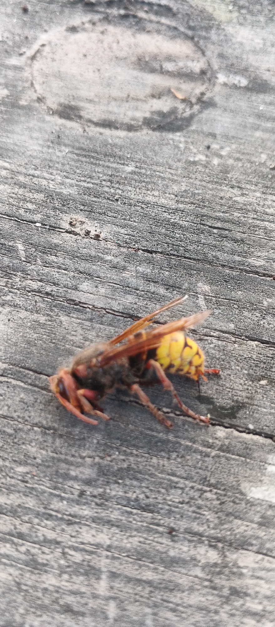 The image shows a dead hornet lying on a weathered wooden surface. The hornet is viewed from a slightly elevated angle, with its body segmented and colored in shades of brown and yellow. Its wings are translucent and spread out. The wooden surface exhibits a rough texture with visible grain and cracks, suggesting it might be a plank or part of a bench. The background is out of focus, but it appears to be more of the same wooden texture. There is no indication of people or any specific location within the city of Smila, Ukraine. The scene is static, depicting a deceased insect in an outdoor setting.