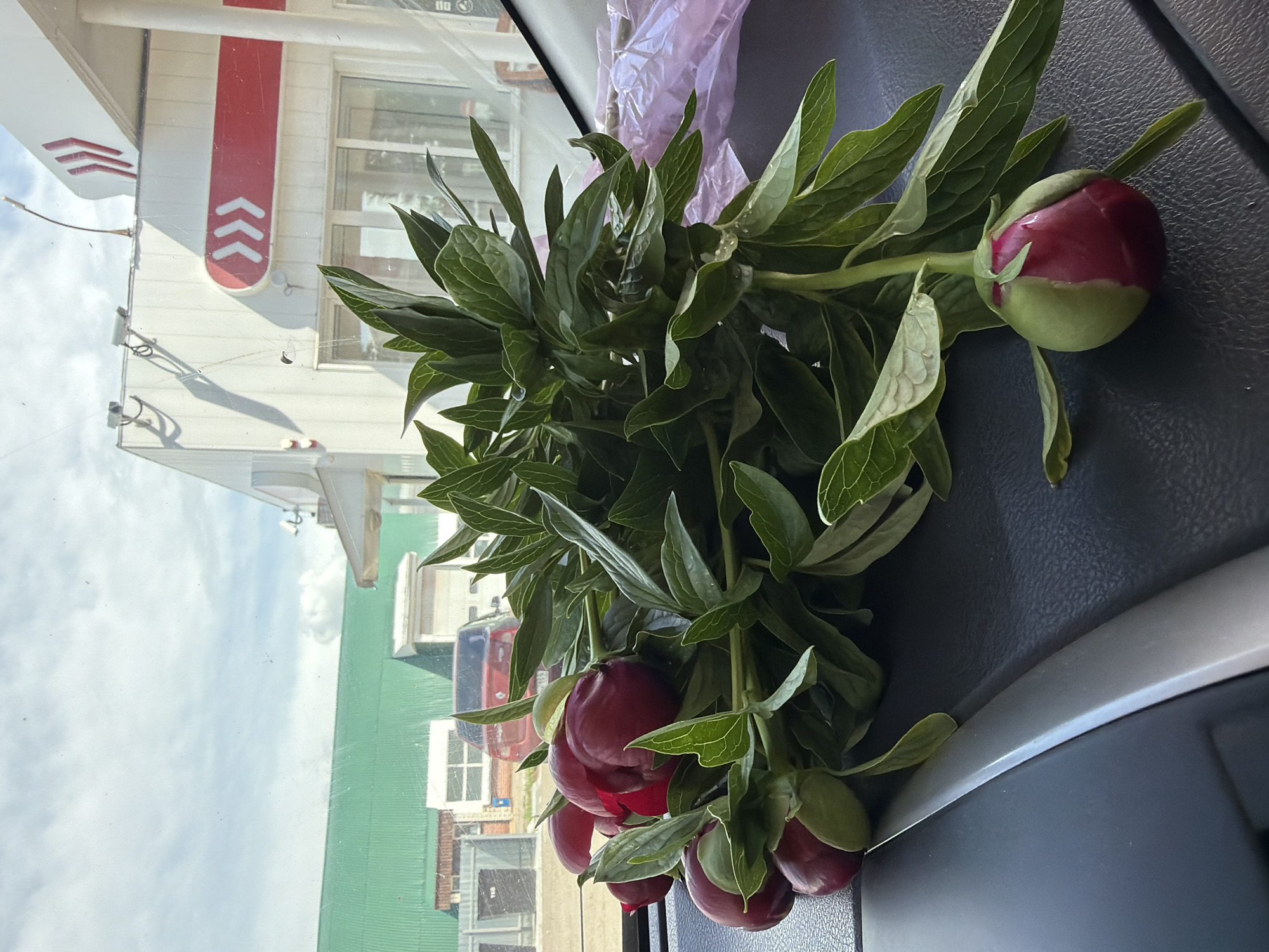 The image shows a bouquet of peony buds and foliage resting on a vehicle's dashboard. Through the windshield, the reflection of a white building with red accents can be seen. Other buildings with green rooftops are also visible in the background. Based on the reflection and architectural styles, this image was likely taken in Chaikovsky, Russia.