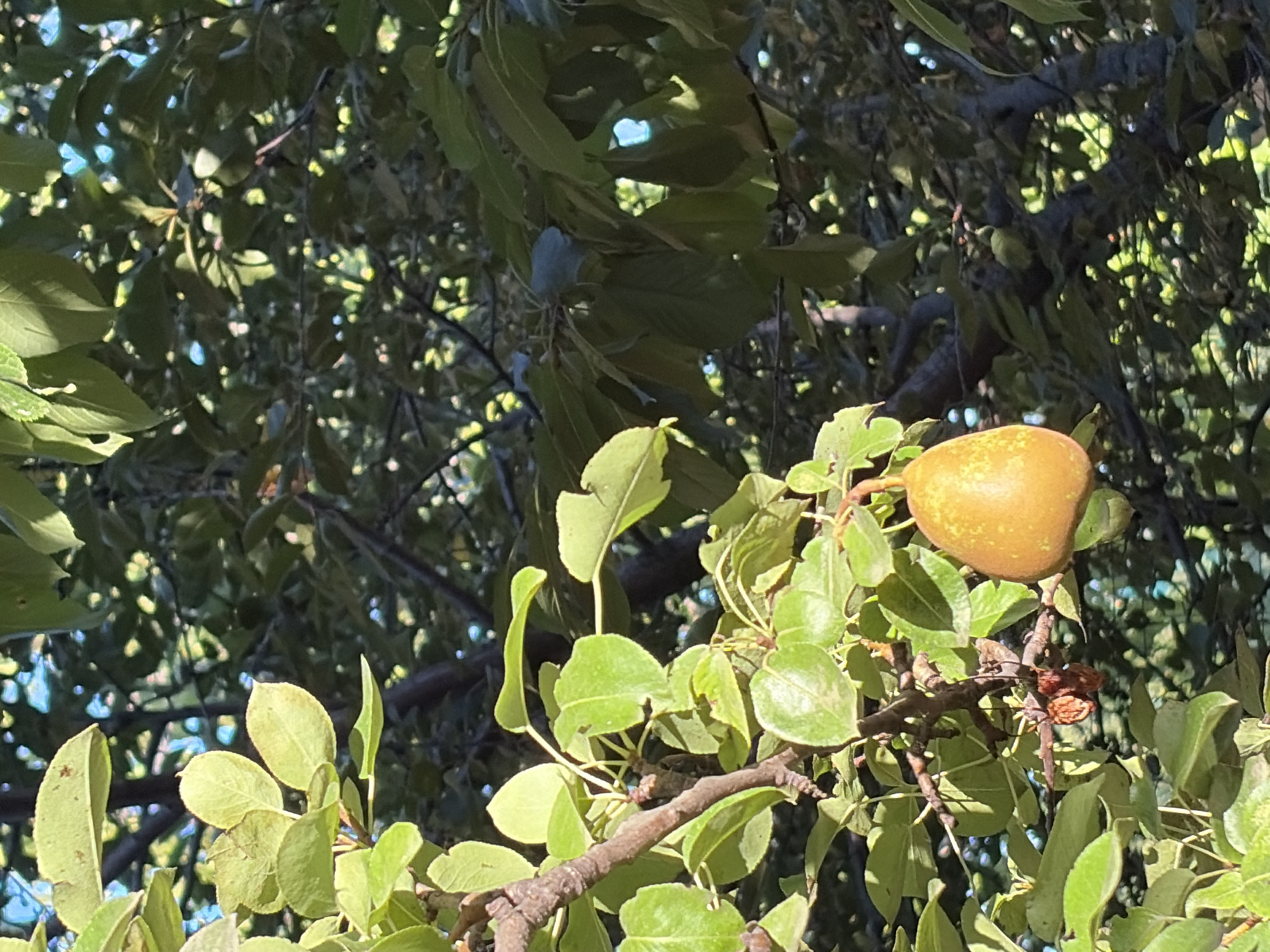 The image shows a close-up view of a pear tree with a single, ripe pear hanging from a branch. The pear is a golden-yellow color and has a slightly elongated shape, typical of a Bartlett pear. It is positioned on the right side of the frame, with the stem barely visible. The branch it hangs from is brown and gnarled, with several green leaves surrounding it. In the background, the dense foliage of the tree creates a dappled effect of light and shadow, with hints of blue sky visible through the leaves. Two dried, shriveled pears or flower remnants are also attached to a branch to the left of the main pear. The overall impression is of a natural, sun-dappled scene. The location is provided as Oxentea, Moldova.