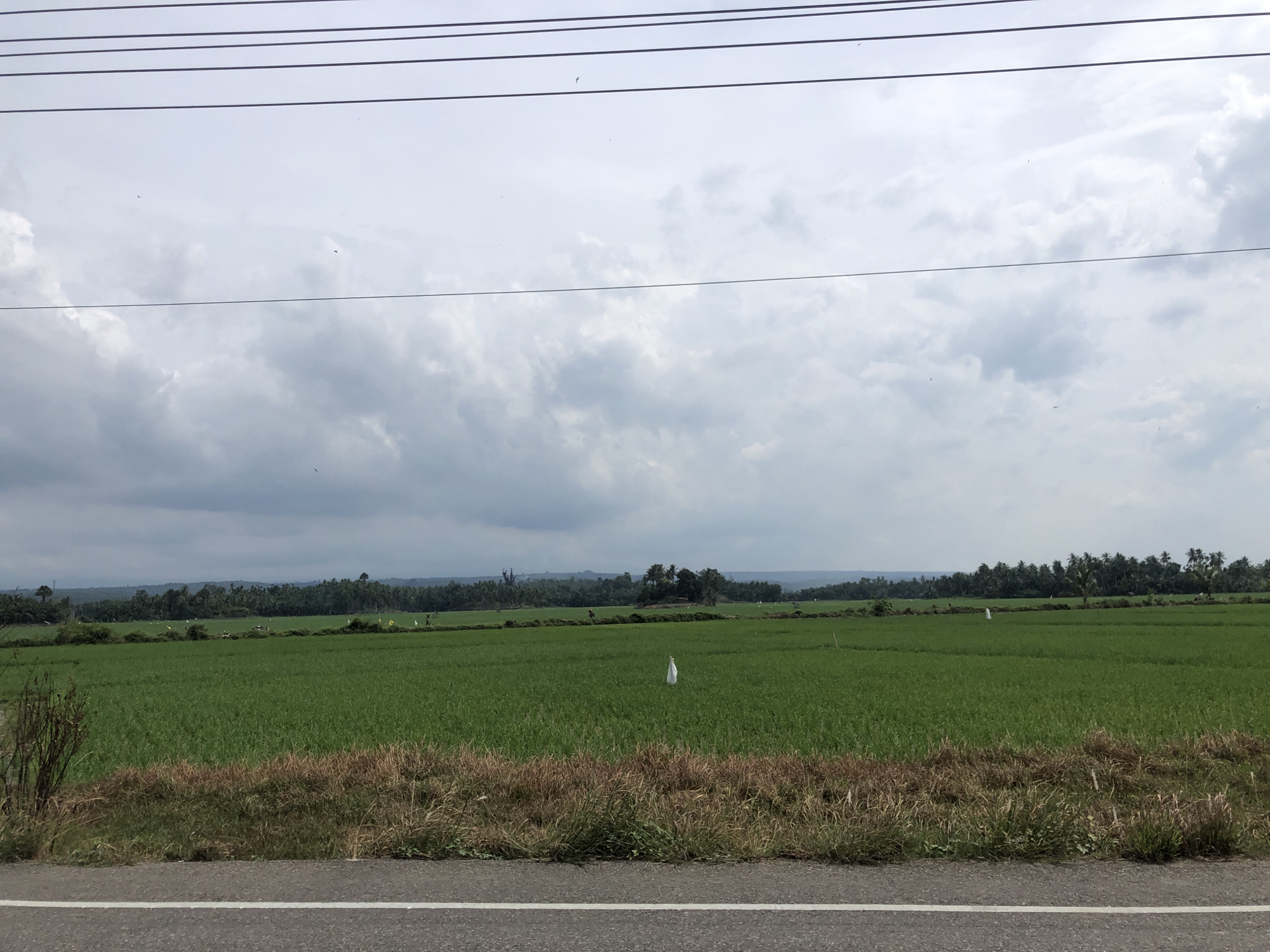 The image depicts a vast, green rice paddy field under a cloudy sky. Several white flags are scattered throughout the field, likely serving as markers or scarecrows. In the distance, a dense line of trees forms a natural border, with rolling hills visible beyond them. The foreground shows a roadside with dry grass and a paved road. Power lines stretch across the top of the frame, suggesting a rural or semi-rural setting. The overall impression is one of a tranquil agricultural landscape.