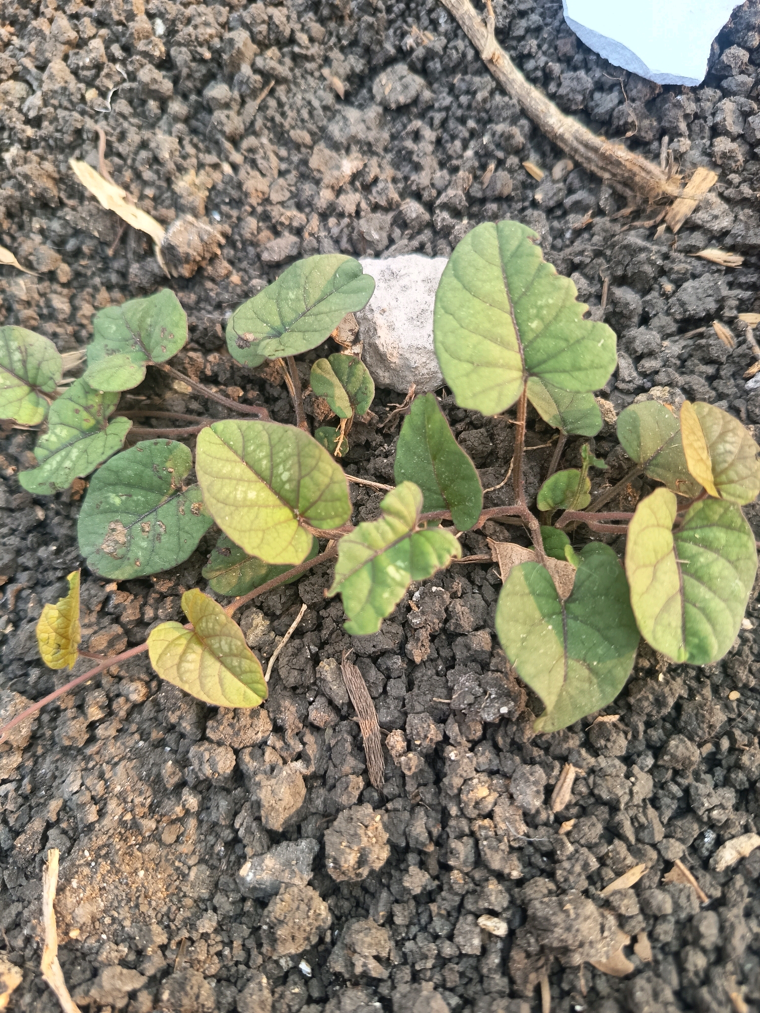 A close-up, high-angle shot depicts a young, low-growing plant with heart-shaped leaves emerging from dark, rocky soil. The plant's stems are thin and reddish-brown, with leaves varying in color from deep green to yellow, some showing small brown spots and minor damage along their edges. The soil is coarse and crumbly, with small stones and organic debris scattered throughout. In the upper right, a piece of white paper and a dried twig are visible. The lighting suggests it is daytime, casting subtle shadows. There are no people or animals present. The scene appears to be in a garden or undeveloped area within Sidorejo, Indonesia, characterized by the dry, disturbed soil and sparse vegetation typical of the region.