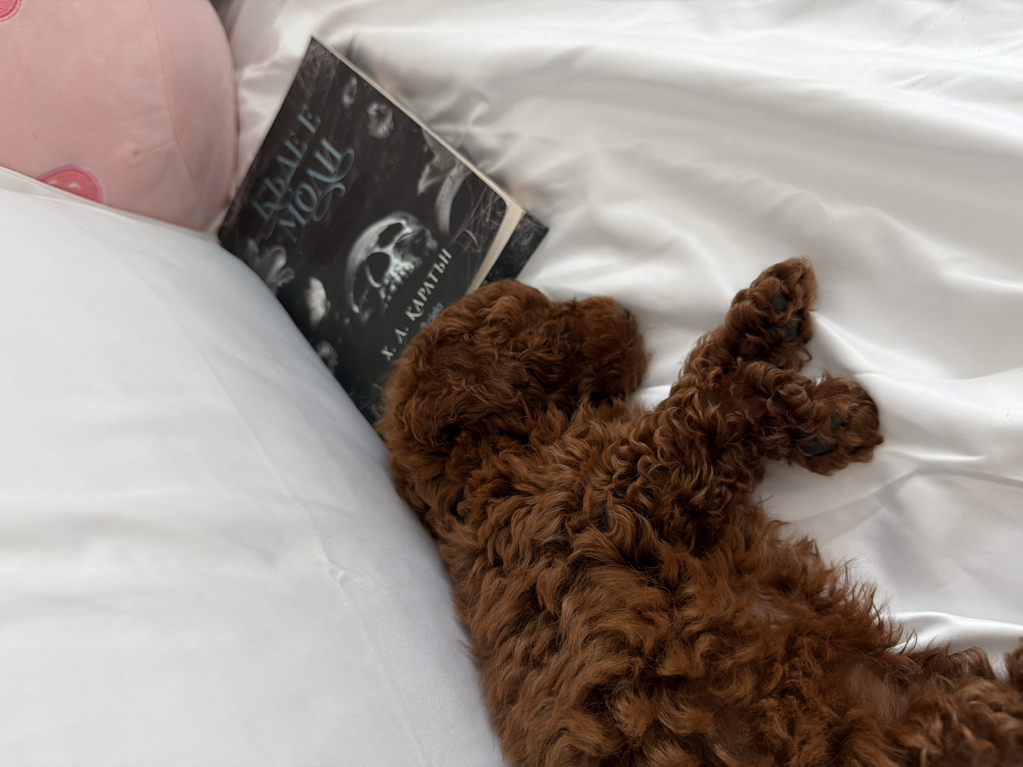 A brown, curly-haired dog is lying on a white bed beside a book with a skull on the cover. A pink plush toy is also on the bed, near the book. The scene is indoors and appears to be staged. The location is Unknown, Unknown.