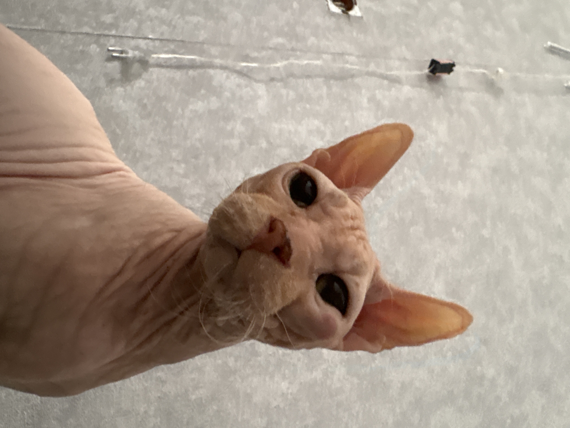 A close-up, upward-facing shot depicts a nude Sphynx cat with large, amber eyes and prominent ears. The cat's wrinkly, peach-colored skin is prominently displayed. The background is a pale, textured wall. Visible on the wall are some metallic objects, possibly mounting hardware or fixtures. The focus is sharp on the cat's face, and the perspective suggests the cat is looking down at the viewer. No humans are present. No information available suggests that this image comes from Марковский, Russia.