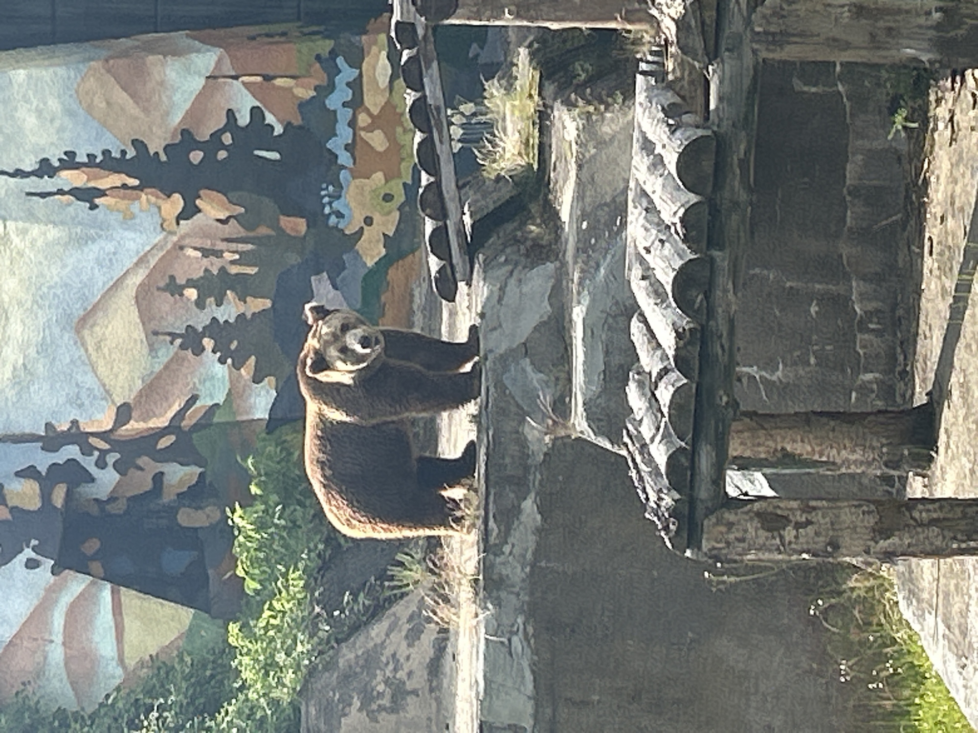A brown bear stands upright on its hind legs, facing forward with its head slightly turned towards the viewer. The bear has reddish-brown fur, a dark snout, and its mouth is slightly agape. It is positioned on a rocky or concrete ledge within what appears to be a zoo enclosure.
Behind the bear and extending across the background is a large, colorful mural depicting a stylized mountainous landscape. This mural features abstract shapes and muted tones of blue, brown, green, and white, representing peaks, sky, and dark, silhouetted evergreen trees.
To the bear's right (when viewed upright), there is a structure composed of rough-hewn wooden logs stacked horizontally, forming a wall or barrier. Other parts of the enclosure are constructed from stone or concrete, designed to resemble natural rock formations. Patches of green foliage and small plants grow along the edges of these structures and rocks.
The scene is brightly lit by sunlight, indicating a clear, sunny day, which creates highlights on the bear's fur and the textures of the artificial habitat. No people or visible text are present in the image. The setting strongly suggests an animal exhibit within a zoo, likely in Sofia, Bulgaria, given the provided context.