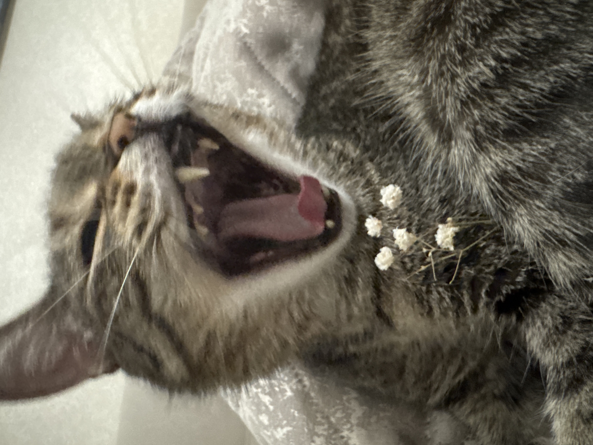 A close-up, high-angle photograph captures a domestic tabby cat, possibly in Chaikovsky, Russia. The cat, exhibiting a mix of greyish-brown fur with distinct darker stripes, is seen with its mouth wide open, revealing its pink tongue and some teeth, indicating either a yawn or a vocalization. Its head is tilted to the side, and long whiskers extend from its snout.
Delicate small white flowers, resembling Baby's Breath, are visibly resting on the cat's fur, specifically on its chest or shoulder area, creating a whimsical contrast with its natural coat. The cat appears to be lying on a soft, light-colored surface, likely bedding or a blanket, which forms a muted background. The lighting is gentle, highlighting the texture of the fur and the fine details of the flowers. The image captures a serene, intimate moment of the cat's natural behavior. No text is visible in the media file.