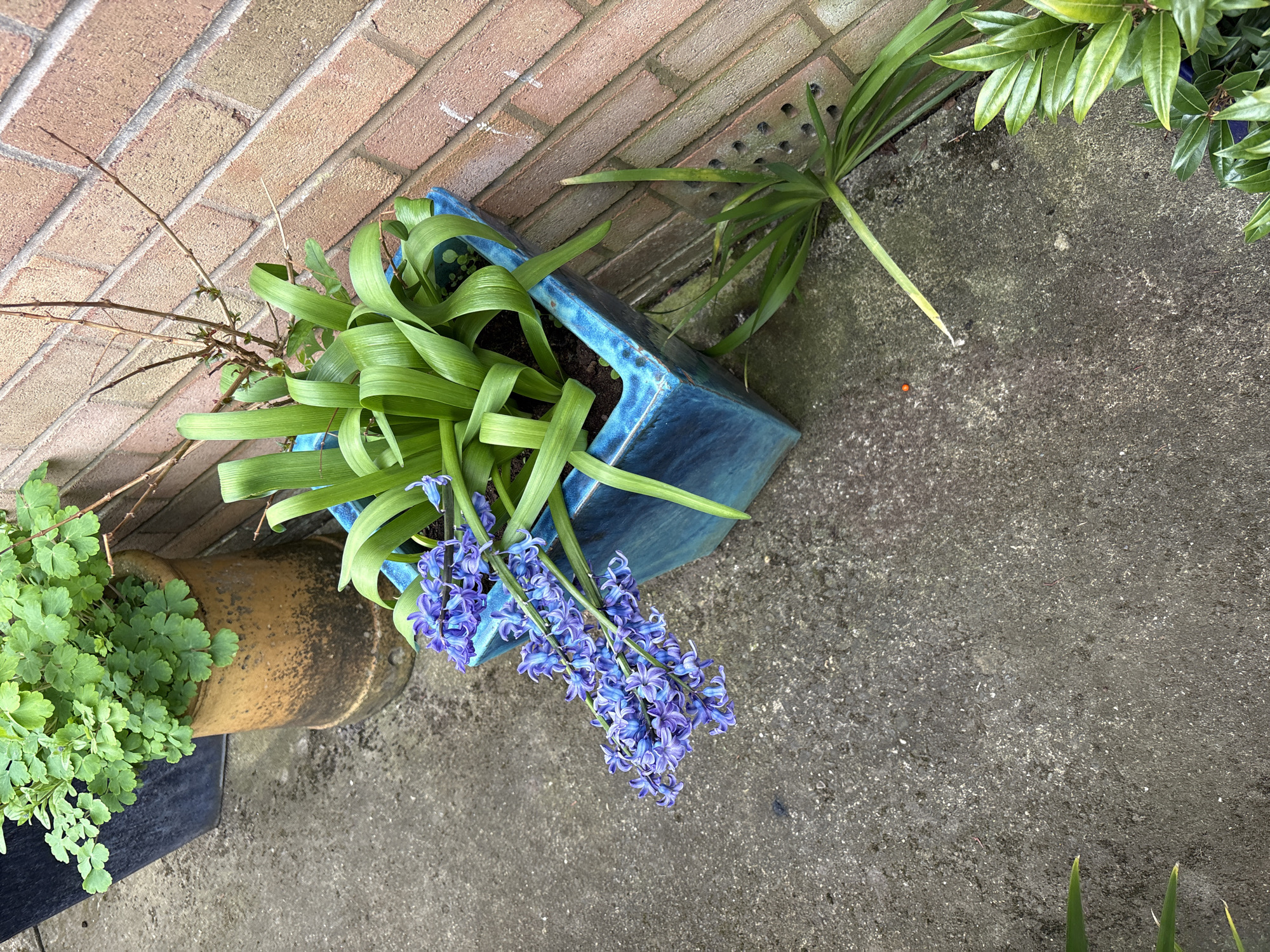 The image shows a ground-level view of a section of paving or concrete next to a brick wall, likely an outdoor space in Longden, United Kingdom. A blue, irregularly-shaped ceramic pot is positioned slightly off-center, containing green, strap-like foliage and a cascade of blue hyacinth flowers. To the left of the blue pot, a terracotta pot is visible, filled with small, green, fern-like plants. Further to the right and towards the top, there are green leafy plants. A few stray leaves and small plant stems are scattered on the surface. The concrete has a mottled grey appearance, suggesting possible dampness.