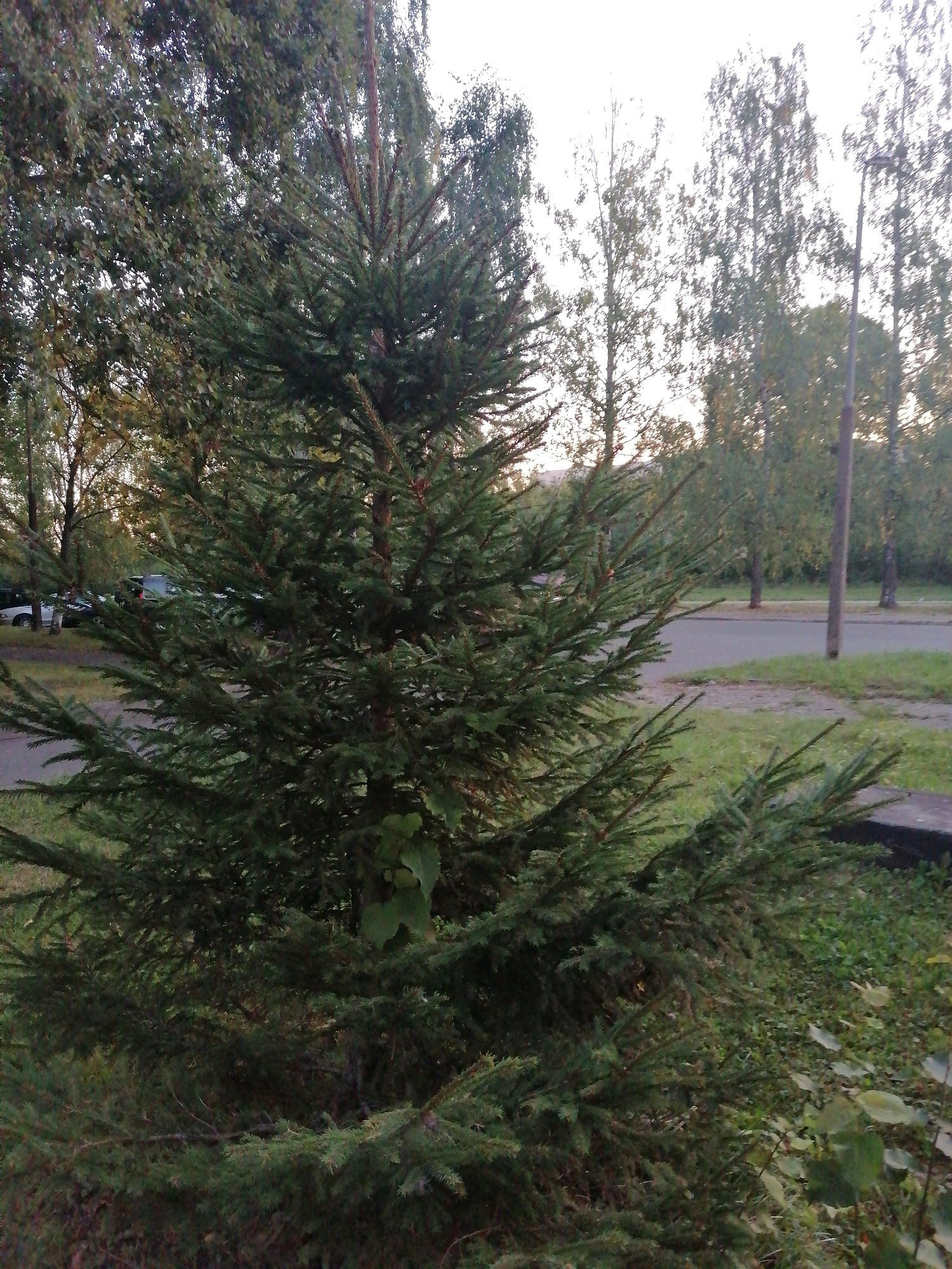 An outdoor scene captures a dense coniferous tree in the foreground, its branches extending outwards, partially obscuring the background. Behind the tree, a paved road runs horizontally, with a grassy verge on either side. A few vehicles are parked along the roadside. In the middle ground, a row of deciduous trees with sparse foliage stand along the road. A lamppost is visible on the right side of the image. The sky above is overcast and bright. The location is identified as Mahilyow, Belarus, suggesting this scene is likely situated within an urban or suburban environment.