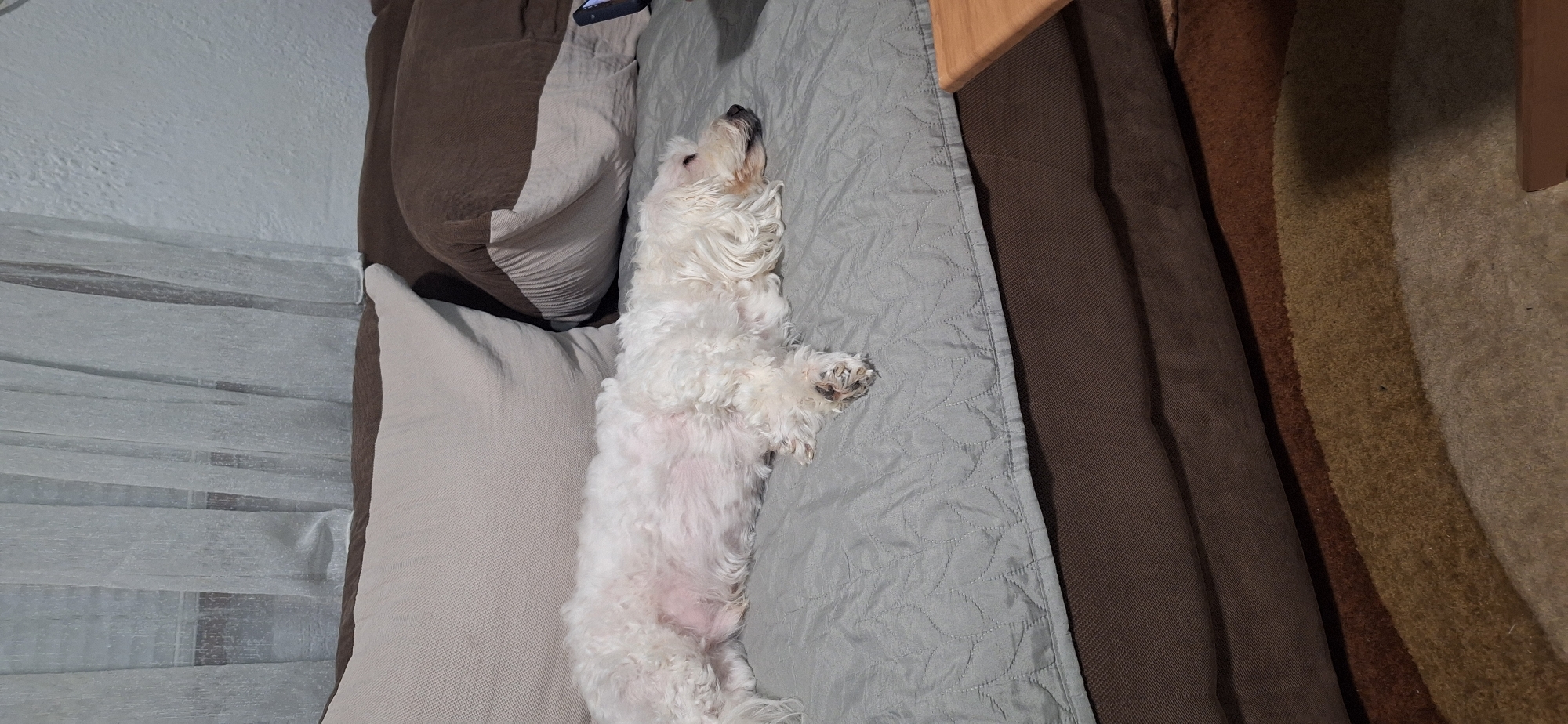 A white, long-haired dog lies on its back on a quilted gray blanket. The blanket is on a couch with brown and beige cushions. The couch is in a room with white walls and a carpet with brown and beige stripes. The location cannot be determined as Blagoevgrad, Bulgaria.