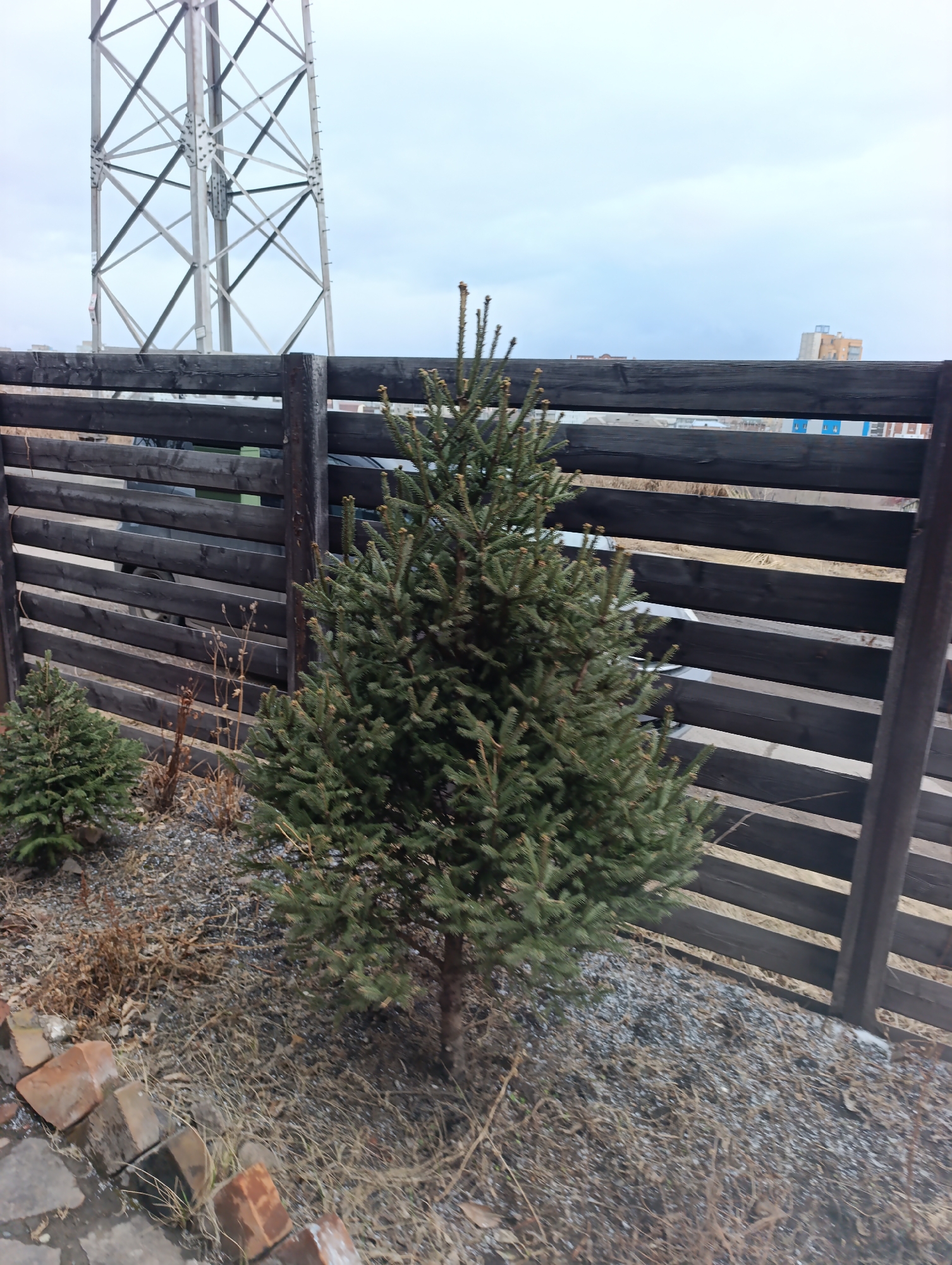 The image presents an outdoor scene in what appears to be a yard or garden setting. Two small coniferous trees, possibly spruces or firs, are visible. The larger of the two stands prominently in the center, while a smaller one is situated to the left.
Behind the trees is a dark-stained wooden fence with horizontal slats. Beyond the fence, one can glimpse buildings, suggesting an urban environment. An electricity pylon is on the left. The presence of what looks like gravel or small stones around the trees and at the base of the fence indicates landscaping. There are also some bricks on the ground.
Based on the visible architecture and the mention of Krasnoyarsk, Russia, it is deduced that the image was likely taken in that city.