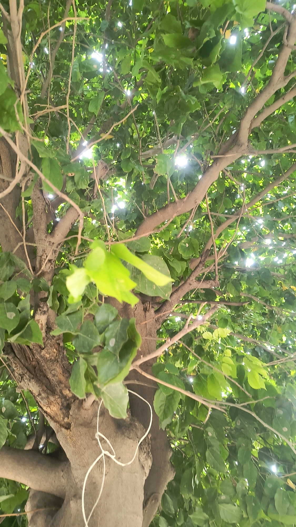 The image shows a low-angle view looking up into the canopy of a large tree with a thick trunk and many branches. The leaves are predominantly green, with sunlight filtering through them, creating bright spots and lens flares. A white rope or string is loosely tied around a section of the tree trunk. The scene appears to be outdoors, possibly in a park or garden within the city of Loni, India, given the context. No people are visible in the image. The overall impression is one of a lush, verdant environment with a touch of human intervention in the form of the rope.