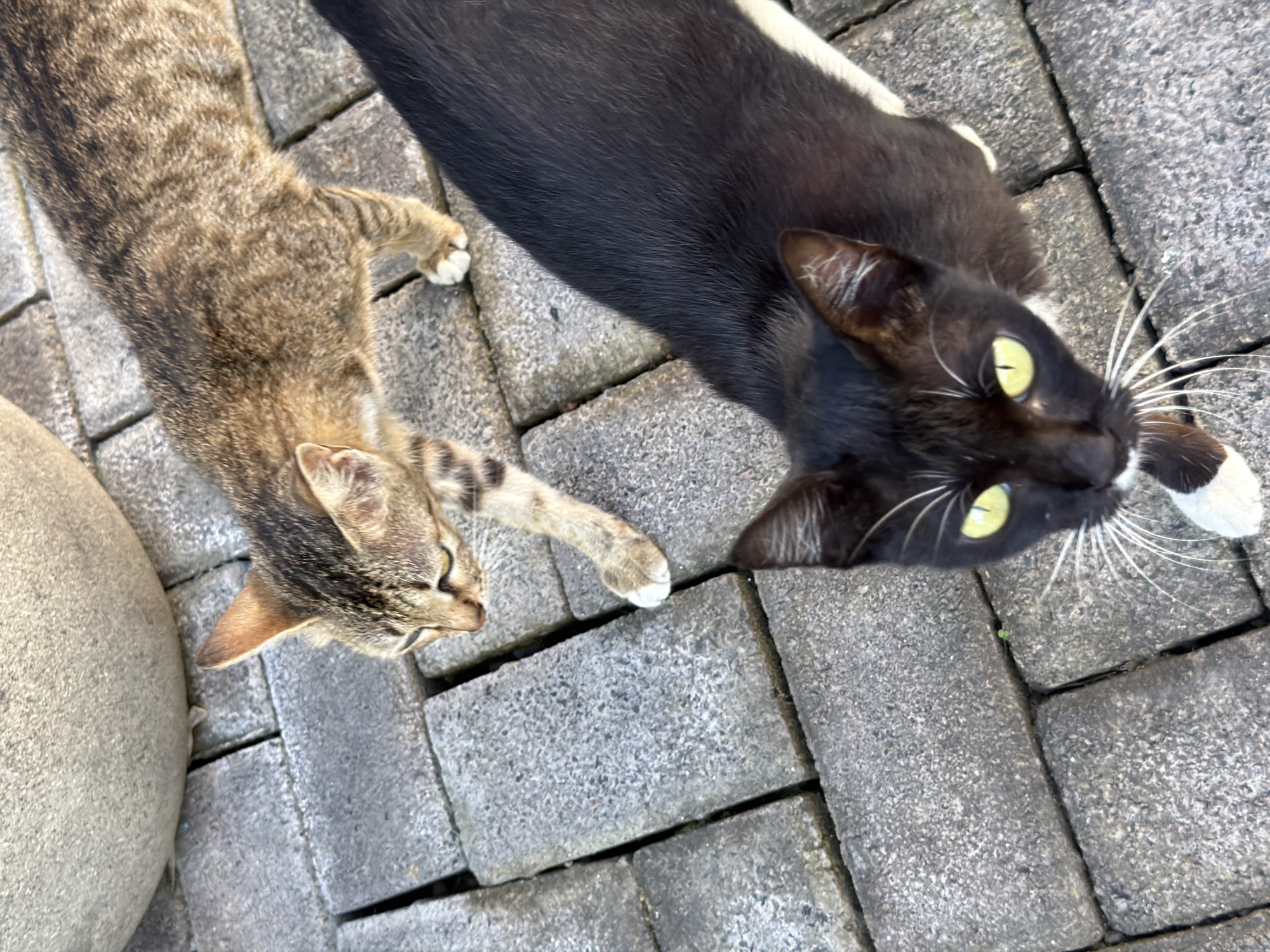 Two domestic cats are positioned on a textured gray paver stone pathway. The cat in the foreground is black with white paws and striking yellow-green eyes. Its gaze is directed upwards and towards the viewer. To its left, further up and slightly to the right, a tabby cat with brown and black stripes is walking away from the viewer. Its head is turned downwards and to the left, its gaze also directed downwards. A portion of a large, light gray spherical object, possibly a planter, is visible in the upper left quadrant of the image, casting a faint shadow on the pathway. The overall environment suggests an outdoor setting in Kuta Selatan, Indonesia, likely a residential or public area with paved surfaces.