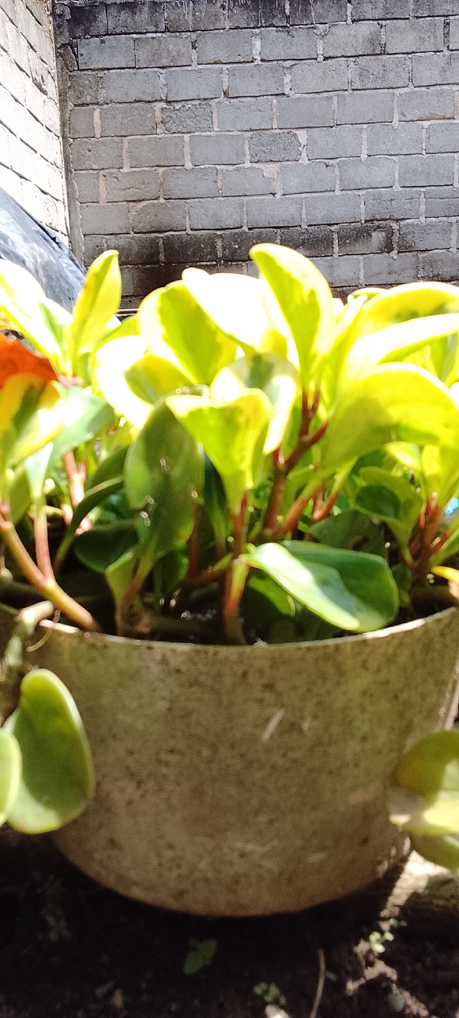 A close-up, low-angle outdoor shot shows a potted plant with vibrant green and yellow variegated leaves. The plant is in a textured, light-colored pot, and the background consists of a grey brick wall, partially obscured by the plant. The lighting suggests it is daytime, with sunlight illuminating the leaves. The scene appears to be in a residential or outdoor area, possibly a garden or patio. No people or animals are visible. The location is specified as Padang Dalom, Indonesia.