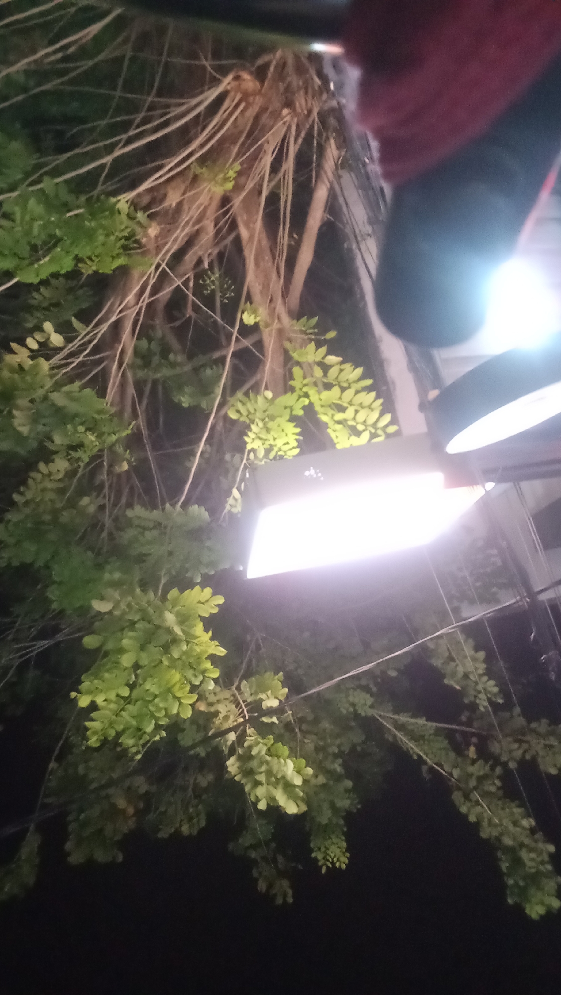 This image captures a scene at night, likely outdoors in Kuta, Indonesia, focused on overhead foliage and artificial lighting. The primary subjects are a cluster of dense green leaves and intertwined tree branches, with thin, light-colored vines or aerial roots hanging down. A prominent feature is a bright, rectangular LED light fixture, illuminating the surrounding leaves and branches. To the upper right, another light source, possibly a street lamp, emits a strong glow. The background is dark, suggesting it's nighttime. A portion of a dark object with a red fabric-like texture is visible in the upper right corner, partially obscuring the light source. The overall impression is of an urban night scene with natural elements illuminated by artificial light.