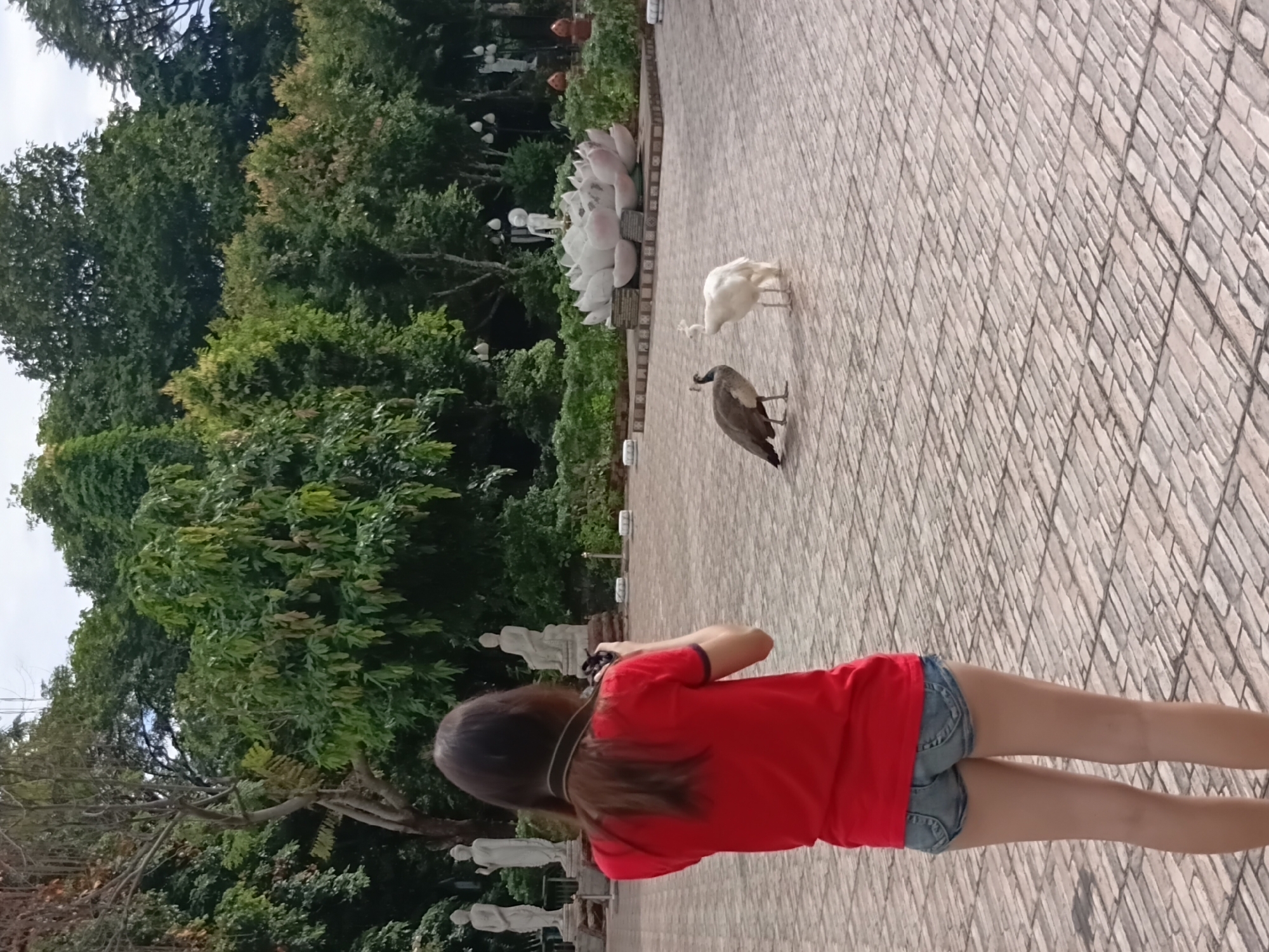 A woman in a red shirt and denim shorts stands with her back to the camera, holding a camera and taking pictures. She is in an outdoor courtyard paved with light-colored bricks. Two peacocks, one brown and one white, are walking in the courtyard in front of her. In the background, there are several white statues of people and a large sculpture of a white lotus flower with a figure on top. Lush green trees and foliage surround the courtyard. This appears to be a location in the city of Ban Ruammit, Thailand, known for its Buddhist temples and statues.