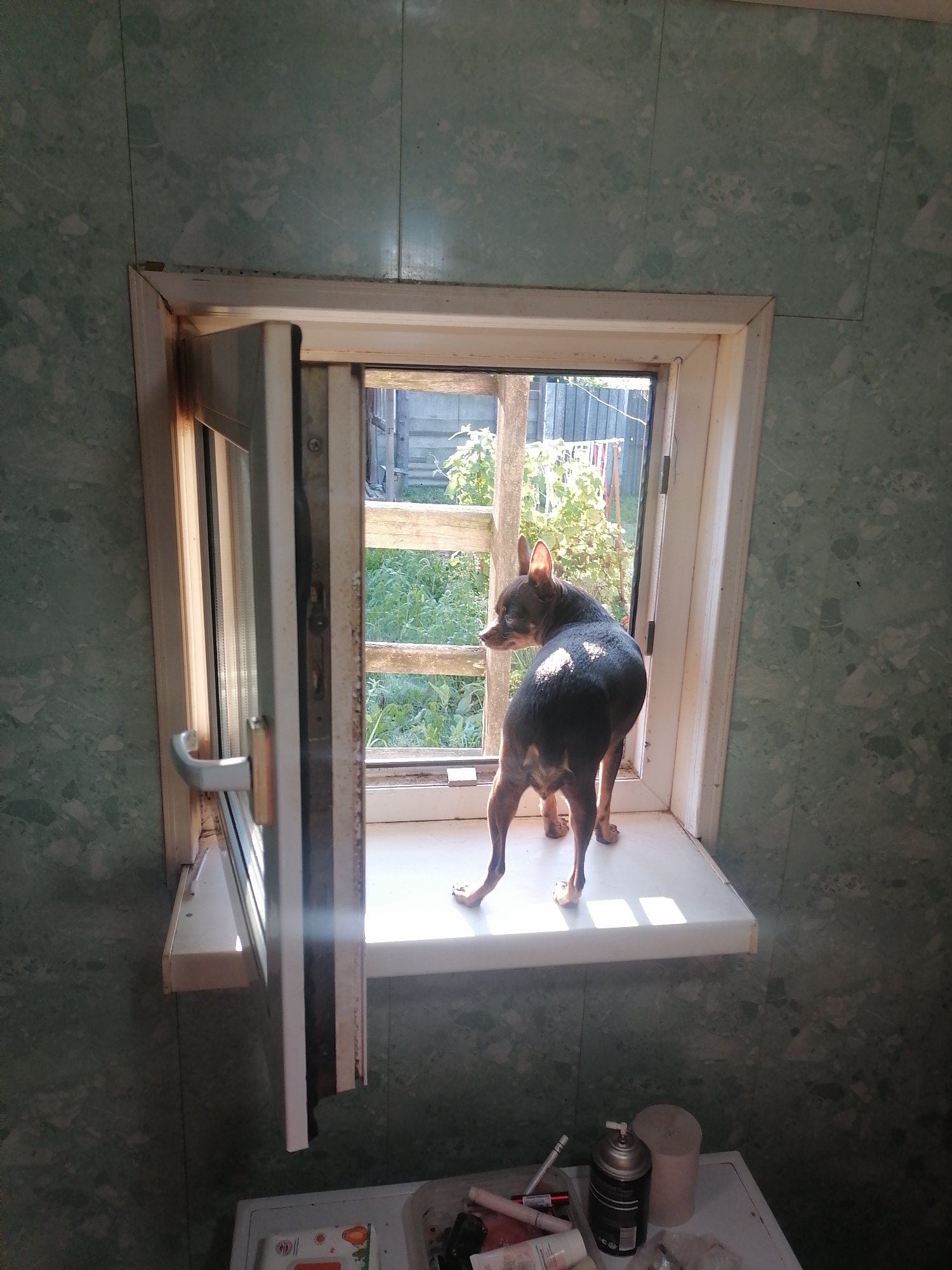 A small, dark-colored dog stands on a white windowsill, facing away from the camera and looking out an open window. The dog is seen from its hindquarters, with its tail curled slightly upwards. Sunlight illuminates the dog's back, creating bright highlights. The window frame appears to be made of white plastic, and the window itself is partially open, revealing a view of greenery and what appears to be a wooden fence or trellis outside. The interior walls are covered with light green, marbled tiles. Below the windowsill, on a white surface, are several objects including a spray can, a roll of paper, and other unidentifiable items. The scene is likely located in a residential setting. The image appears to be taken during daylight.