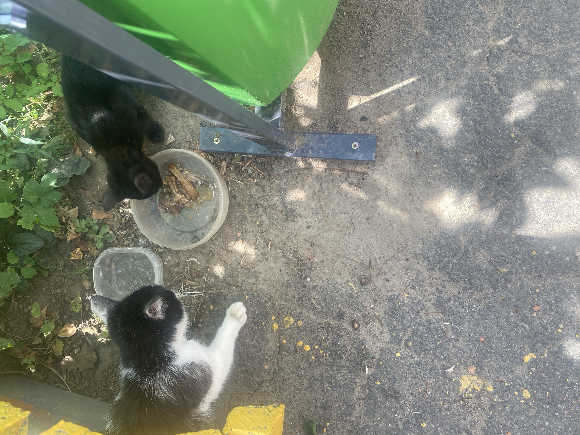 This is an outdoor scene in the city of Krupki, Belarus, with two cats feeding from plastic containers. In the upper left, a black and white cat is positioned over an empty container. To its right, a black kitten is actively eating from a container filled with food remnants. The ground is paved with asphalt and dirt, with scattered leaves and debris. A green trash bin is visible on the right side of the image, partially obscuring the scene. The lighting suggests it is daytime, with shadows cast from overhead foliage.