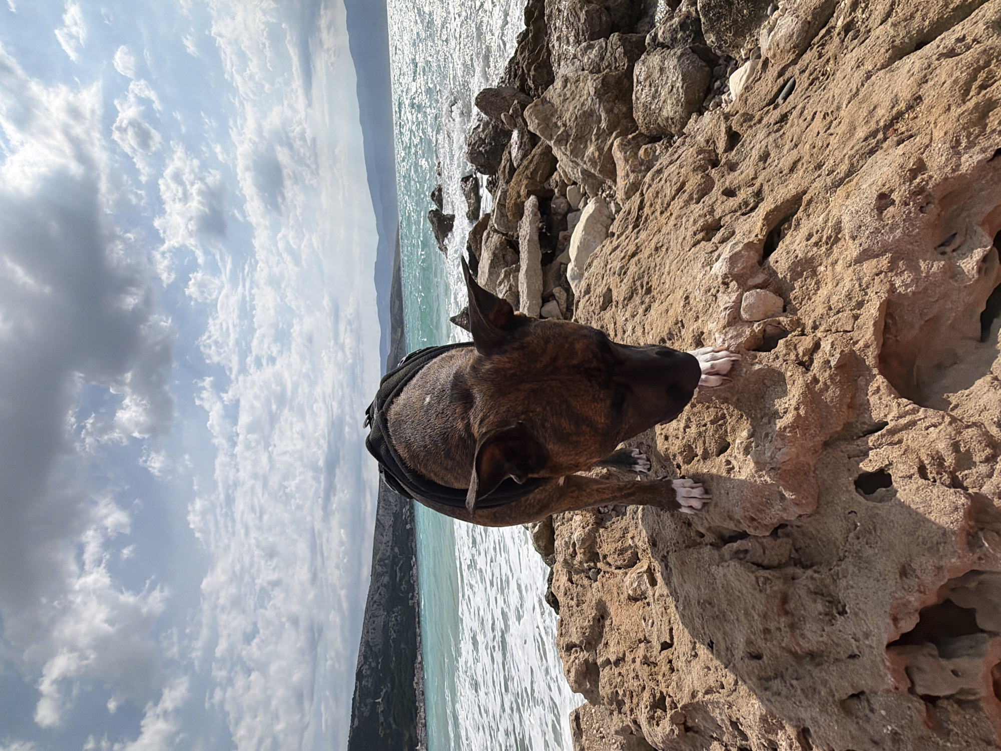 A brindle pit bull terrier mix stands on a rocky shore in Općina Baška, Croatia. The dog is wearing a black harness and is looking down at the ground. The sea is to the left of the dog, with waves crashing on the shore. In the background, there are hills and a town. The sky is partly cloudy. The image is taken from a low angle, making the dog appear large and imposing. The rocks in the foreground are rough and textured, with some holes and crevices. The sea is a vibrant turquoise color, and the waves are white and frothy. The hills in the background are covered in vegetation, and the town is made up of white buildings. The sky is a pale blue, with some fluffy white clouds.