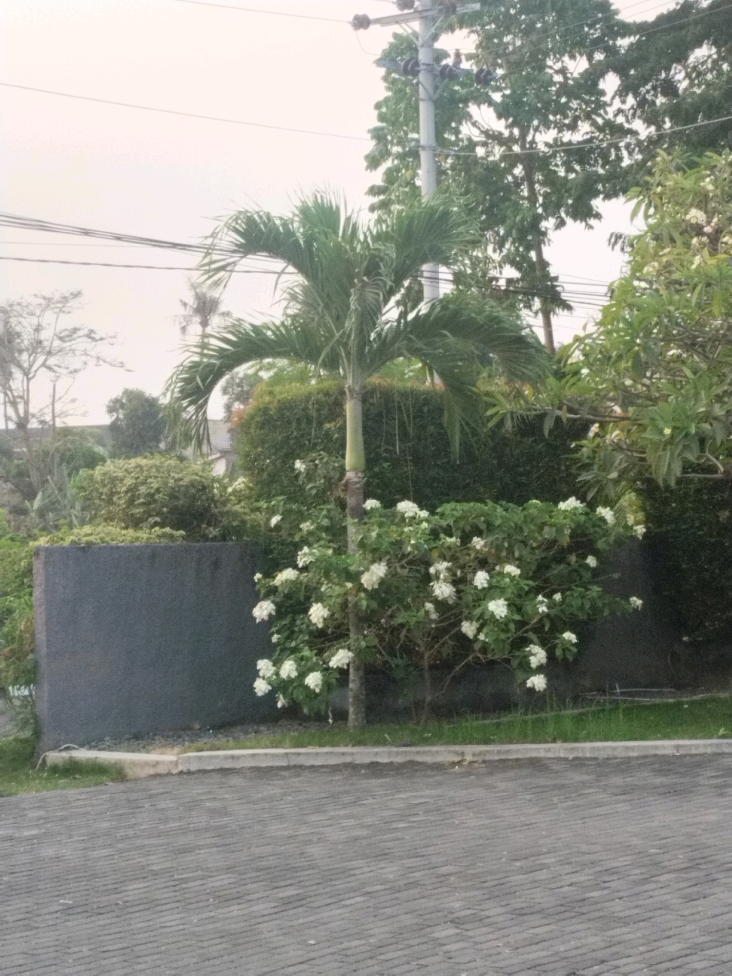 The image depicts a paved driveway or sidewalk in front of a residential property in Depok, Indonesia. The foreground is dominated by gray brick paving stones laid in a diagonal pattern. Behind the paving, there is a low concrete curb and a strip of green grass. A dark gray, textured wall runs horizontally across the middle ground of the image, forming a boundary for the property.
Beyond the wall, a small palm tree stands prominently, its fronds arching upwards and to the left. At the base of the palm tree, a dense bush with abundant white flowers is in bloom, creating a vibrant contrast with the surrounding greenery. Further back, a variety of other trees and lush green foliage are visible, some of which appear to be trimmed hedges. In the upper portion of the image, telephone or utility wires stretch across a pale, overcast sky, and a section of a utility pole is visible on the right. The overall impression is that of a well-maintained garden or outdoor space associated with a home in a suburban or residential area of Depok. There are no people or animals visible in the frame.