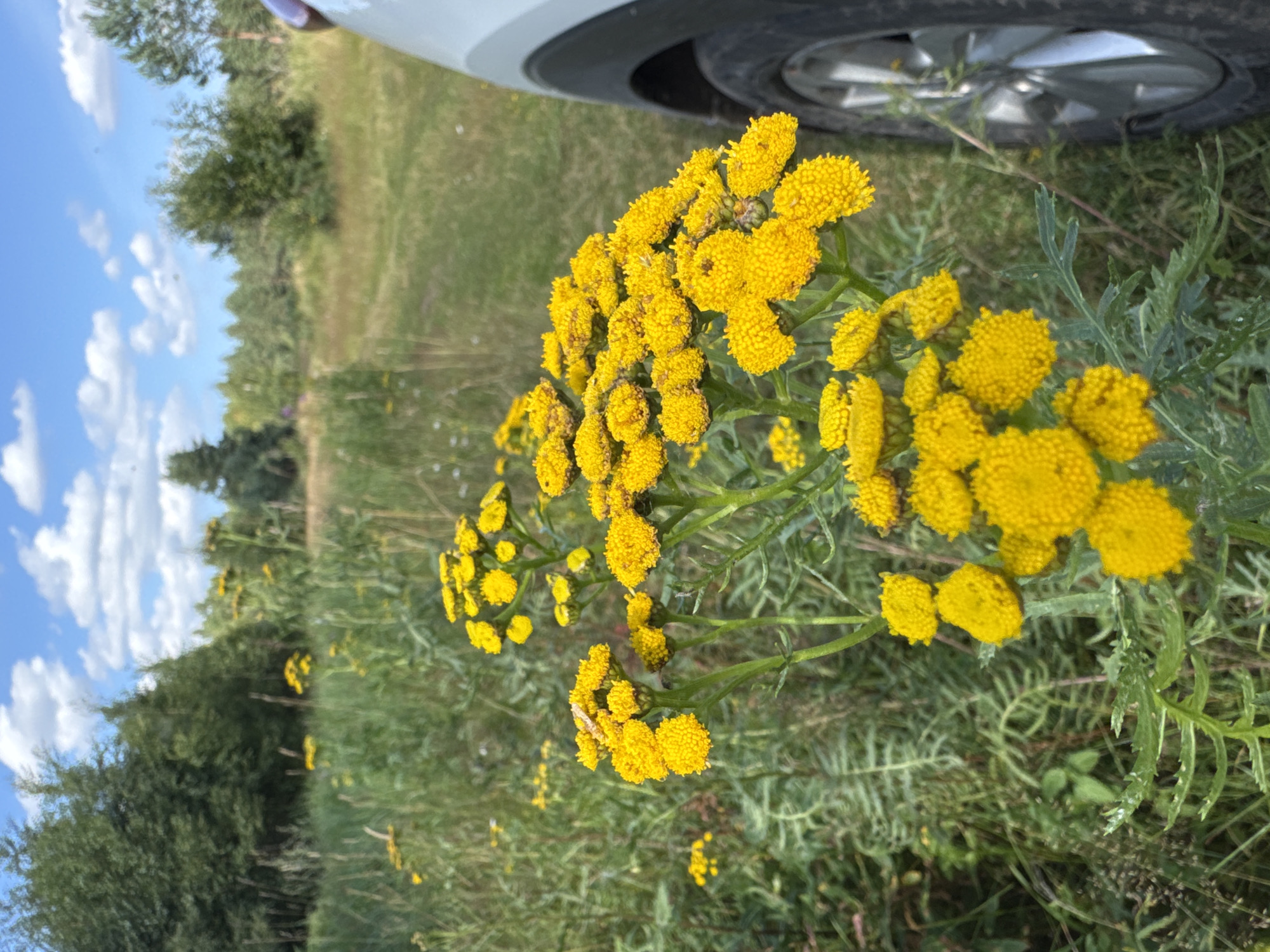 In Portovoe, Russia, this close-up shot captures a cluster of vibrant yellow flowers, possibly tansy, in the foreground. The flowers are in full bloom, with numerous small, button-like blossoms forming a dense head. The stems are green and leafy, with some feathery foliage visible. Beyond the flowers, the environment transitions to a grassy field interspersed with taller green plants and scattered trees. The background suggests a natural, possibly rural, setting with a dirt road or path winding through the landscape. The sky above is a clear blue with fluffy white clouds. To the right of the frame, a portion of a white vehicle, including a tire and fender, is visible, hinting at the presence of people or at least a point of human activity in this otherwise natural scene.