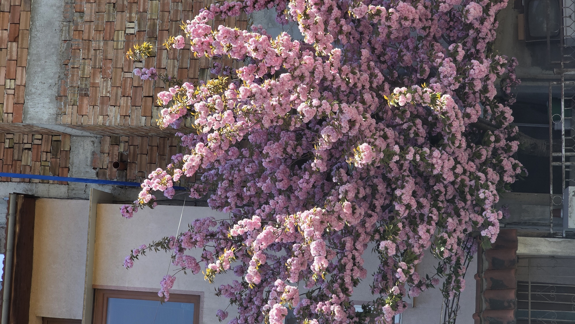 The image shows a building with a large tree covered in pink blossoms in front of it. The building is likely in Blagoevgrad, Bulgaria. The building has a brick facade and a light-colored stucco or painted wall. There are windows visible on the building. The blossoming tree is the dominant feature of the image. The blossoms are a vibrant pink color and are densely packed on the branches. The image appears to be taken during the daytime with natural lighting.