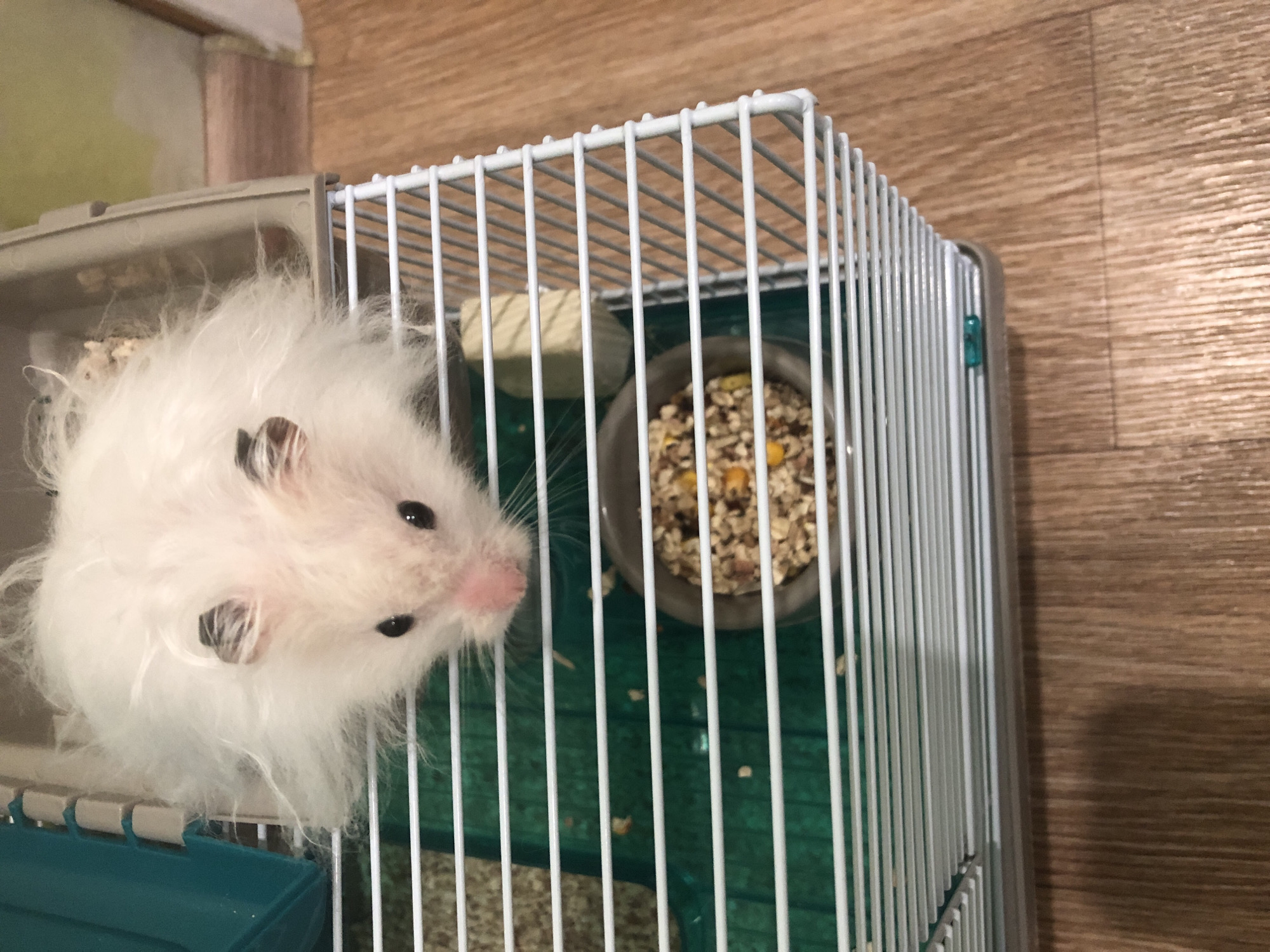 The image shows a fluffy white hamster inside a cage. The hamster has dark markings around its ears and eyes. It is looking down at a bowl of food, which appears to be a mix of seeds and grains. The cage has a green plastic base and white wire bars. A teal plastic accessory is visible in the top left corner of the cage. The cage is sitting on a wooden floor, which appears to be laminate or linoleum with a wood grain pattern. The background shows a wall with a lighter colored section and a darker baseboard. There is no visible indication of the specific location in Solikamsk, Russia, beyond it being an indoor setting.