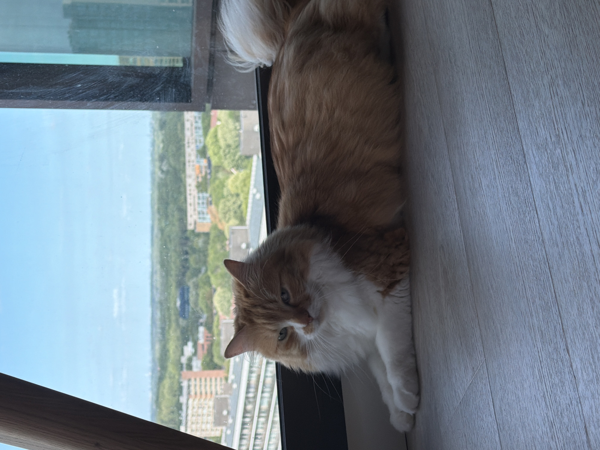 A medium shot captures an orange and white cat lying on a light-colored wooden floor next to a large window. The cat is positioned horizontally, with its head tilted slightly downwards, facing the camera. Its fur is fluffy, and it has green eyes. The cat's body is mostly orange with white markings on its chest, paws, and tail.
Through the window, a cityscape is visible under a clear blue sky, suggesting daytime with good weather. Buildings of various heights and architectural styles can be seen, interspersed with lush green trees, indicating an urban or suburban environment. The view appears to be from a high vantage point, possibly an apartment building. The window frame is dark, and the glass has some smudges.
The wooden floor has a subtle grain pattern and appears clean. The overall scene conveys a sense of calm and domesticity, with the cat enjoying the view from its indoor perch. There is no visible text in the image. The image was likely taken in Rijswijk, Netherlands, given the location context provided.