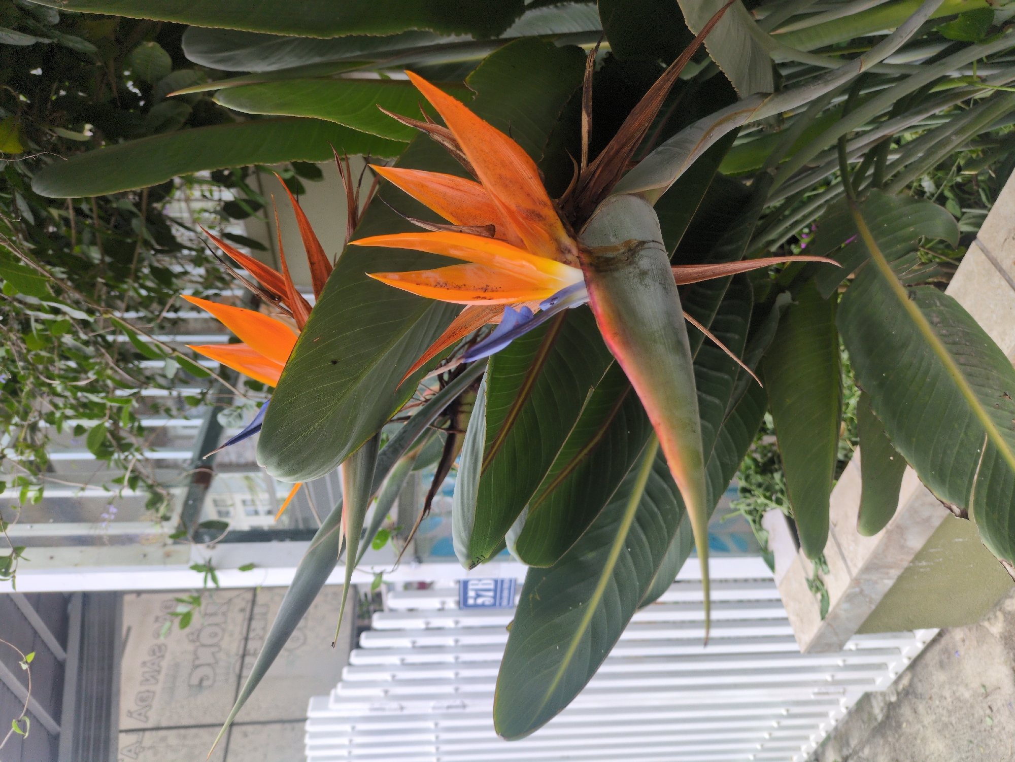 A close-up, eye-level shot captures a Bird of Paradise flower in full bloom, its vibrant orange and blue petals contrasting with the lush green foliage. The flower is positioned in the foreground, with its distinctive beak-like structure and arrow-shaped petals clearly visible. Behind the flower, a white picket fence stretches across the frame, with a small blue sign that reads "57B" attached to one of the posts. In the background, a building with reflective windows and some greenery can be seen. The scene appears to be an outdoor setting, possibly a garden or a residential area, with a paved walkway in the lower left corner. The lighting suggests it is daytime, with natural light illuminating the subject. The image does not contain any people or animals, and the focus is solely on the flora and the surrounding urban elements. The presence of the "57B" sign suggests a specific address within a city, possibly Da Lat, Vietnam, given the context.