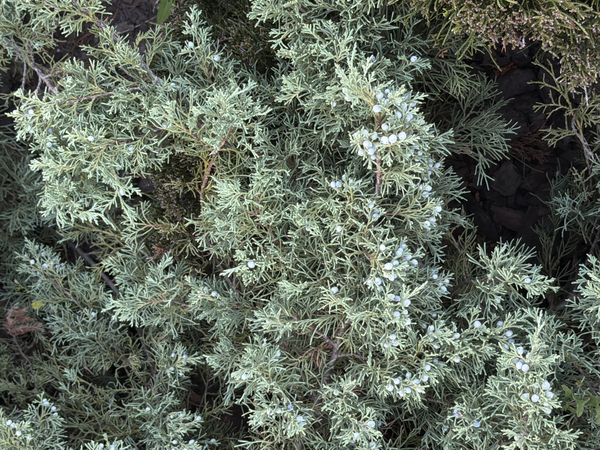 This is a close-up, overhead shot of a juniper shrub with blue berries. The shrub has dense, green, needle-like foliage and numerous small, round, pale blue berries scattered throughout. The background is dark and out of focus, showing some dark brown mulch and possibly other vegetation. The scene is naturalistic and appears to be outdoors. There are no people or animals visible. The image is a still photograph. The location is not discernible from the image alone.