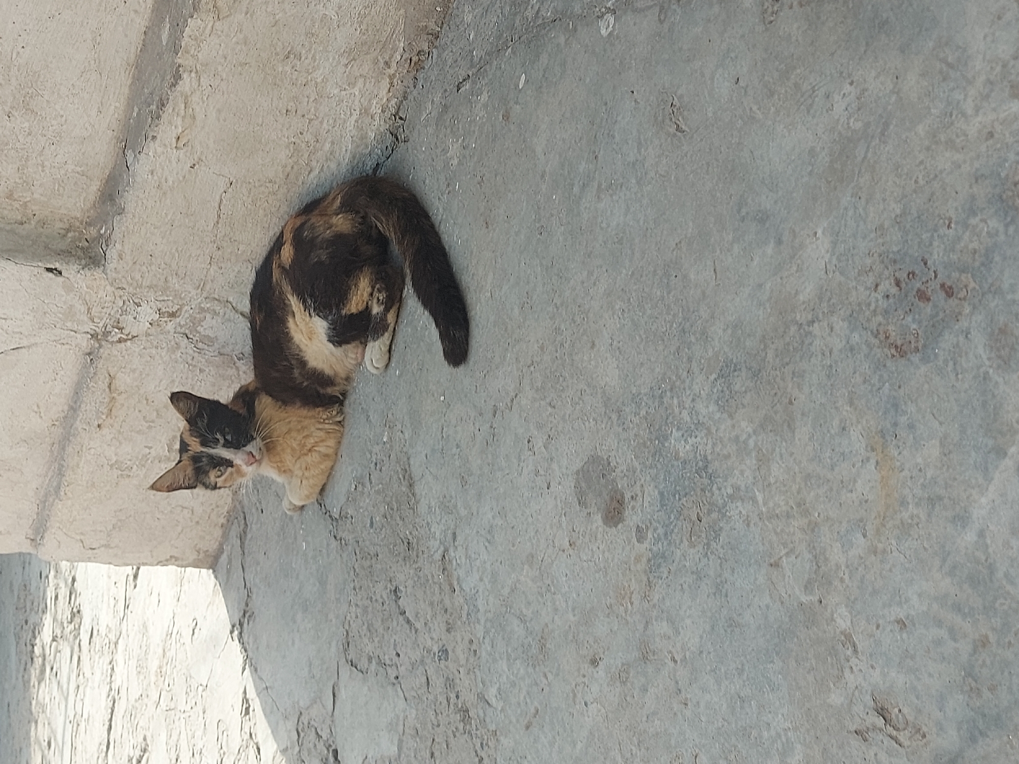 A calico cat is lying on a concrete surface next to a building wall in Samarkand City, Uzbekistan. The cat's fur has patches of black, brown, and orange. It is looking towards the camera with its body turned to the side. The concrete surface is rough and shows some discoloration and wear. The wall behind the cat is a light, textured material. Sunlight is casting shadows on the ground, indicating it is daytime. The scene appears to be outdoors, possibly in an alleyway or courtyard.