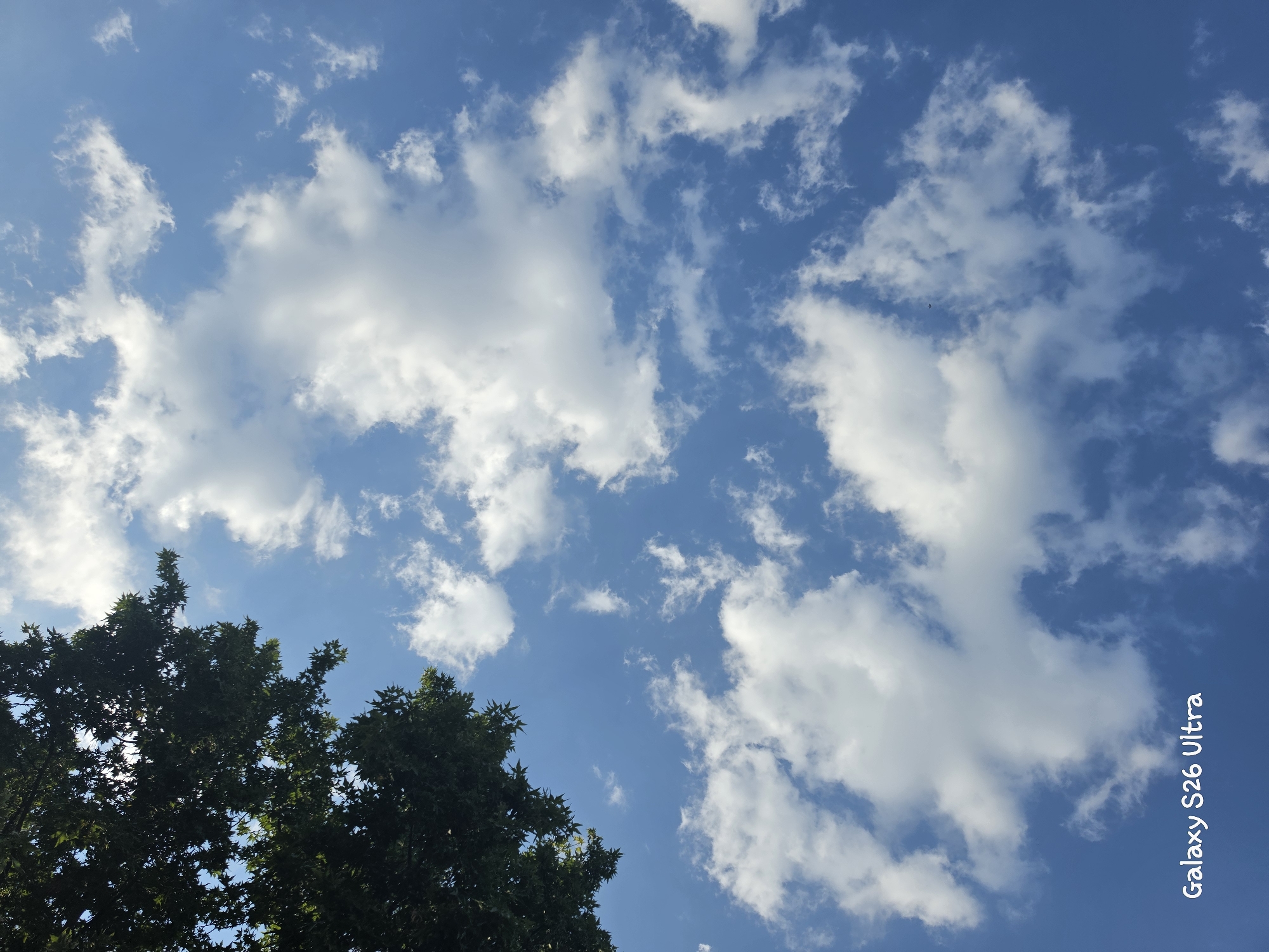 The image depicts a bright blue sky filled with scattered white cumulus clouds. The upper left portion of the frame is dominated by the dark green foliage of trees, suggesting an outdoor setting during the daytime. The leaves are densely packed, creating a rich texture against the lighter sky. The clouds vary in size and shape, with some appearing puffy and distinct, while others are more wispy and elongated, indicating a dynamic weather pattern. The overall impression is one of a pleasant, clear day. The light suggests it is likely morning or afternoon, with the sun high enough to illuminate the clouds. A small, dark bird is visible in the upper central portion of the sky, adding a subtle detail of wildlife. The bottom right corner of the image features white text vertically oriented: "Galaxy S26 Ultra". The context of Plovdiv, Bulgaria, places this scene in a specific geographic location, implying a European setting.