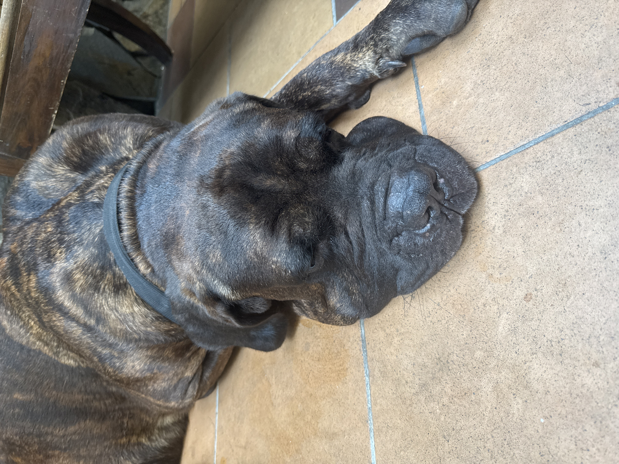 A large, brindle-coated dog is depicted lying down on a tiled floor, seen from an overhead perspective. The dog's head is prominently featured, with its eyes closed, suggesting it is asleep or resting peacefully. Its muzzle is dark and appears wrinkled, characteristic of a Mastiff-type breed. The fur has a distinct brindle pattern, a mix of dark brown/black and lighter brown/tan stripes. A plain black collar is visible around its neck.
The dog is positioned diagonally across the frame, with its body extending towards the bottom left and its head towards the upper right. One of its paws is visible stretched out near its head.
The setting appears to be indoors or a covered outdoor area with a light brown or beige tiled floor. Grout lines are clearly visible between the tiles. In the upper left background, part of a dark wooden structure or furniture item is visible. No other objects or people are present in the image. There is no visible text. The lighting suggests daytime, but the exact time or weather is not discernible. The overall impression is one of a calm and relaxed scene.