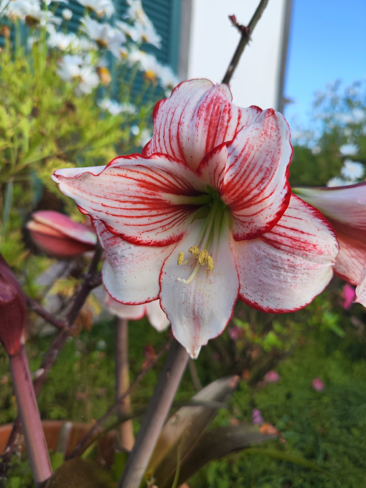 The image shows a close-up of a red and white amaryllis flower. The flower is in full bloom, with its petals prominently displayed. The petals are mostly white with red stripes and edges. The center of the flower has yellow stamens. The flower is growing in a garden in Ribeira Grande, Portugal, as evidenced by the presence of other plants and flowers, including white daisies in the background. A house with light blue window shutters is also visible in the background.