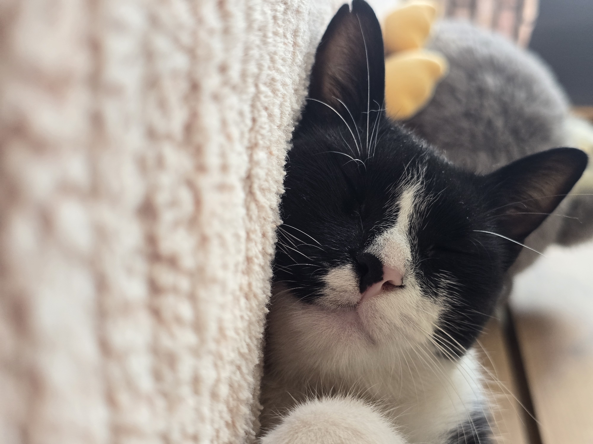 A black and white cat is sleeping on a textured, cream-colored surface. The cat's face is partially visible, with its eyes closed and its nose pink. The cat has white whiskers. In the blurred background, there appears to be a gray stuffed toy with yellow accents. The image is a close-up shot, focusing on the sleeping cat. There is no discernible location in Podgorica, Montenegro.