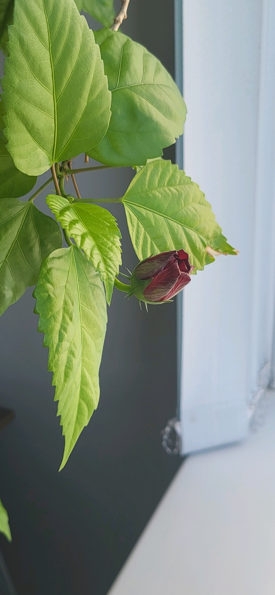 A close-up, vertical shot showcases a hibiscus bud with dark red petals and green sepals, partially unfurled and adorned with small green hairs. The bud is positioned to the right of a cluster of vibrant green hibiscus leaves. These leaves, with their serrated edges and prominent veins, are sharply in focus, while the background is softly blurred. To the right of the leaves, a light blue window frame and a windowsill are visible, suggesting an indoor setting bathed in natural light. The overall color palette is dominated by shades of green and red, with the light blue of the window frame providing a contrasting element. The image does not depict any people or actions. The location is Oskemen, Kazakhstan.