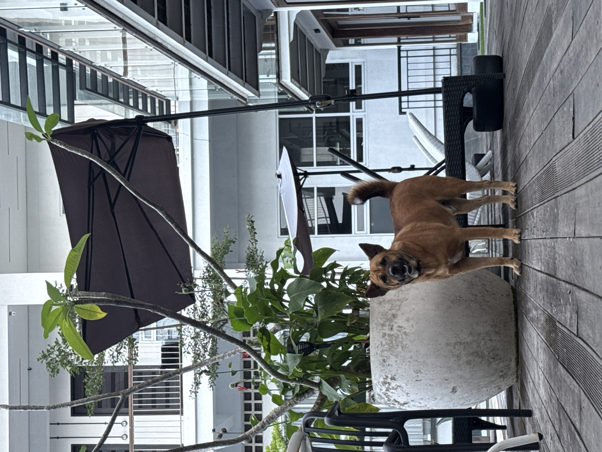 In Kuta Selatan, Indonesia, a medium-sized brown dog stands on a wooden deck. The dog is facing forward with its mouth slightly open and its tail curled up. Behind the dog is a large, weathered concrete planter containing lush green plants and a tree with sparse leaves. A large, dark brown umbrella is propped up behind the planter, casting a shadow. In the background, a multi-story building with white walls, glass balconies, and dark railings is visible. The scene appears to be an outdoor seating area, possibly a patio or balcony of a resort or residential complex.
