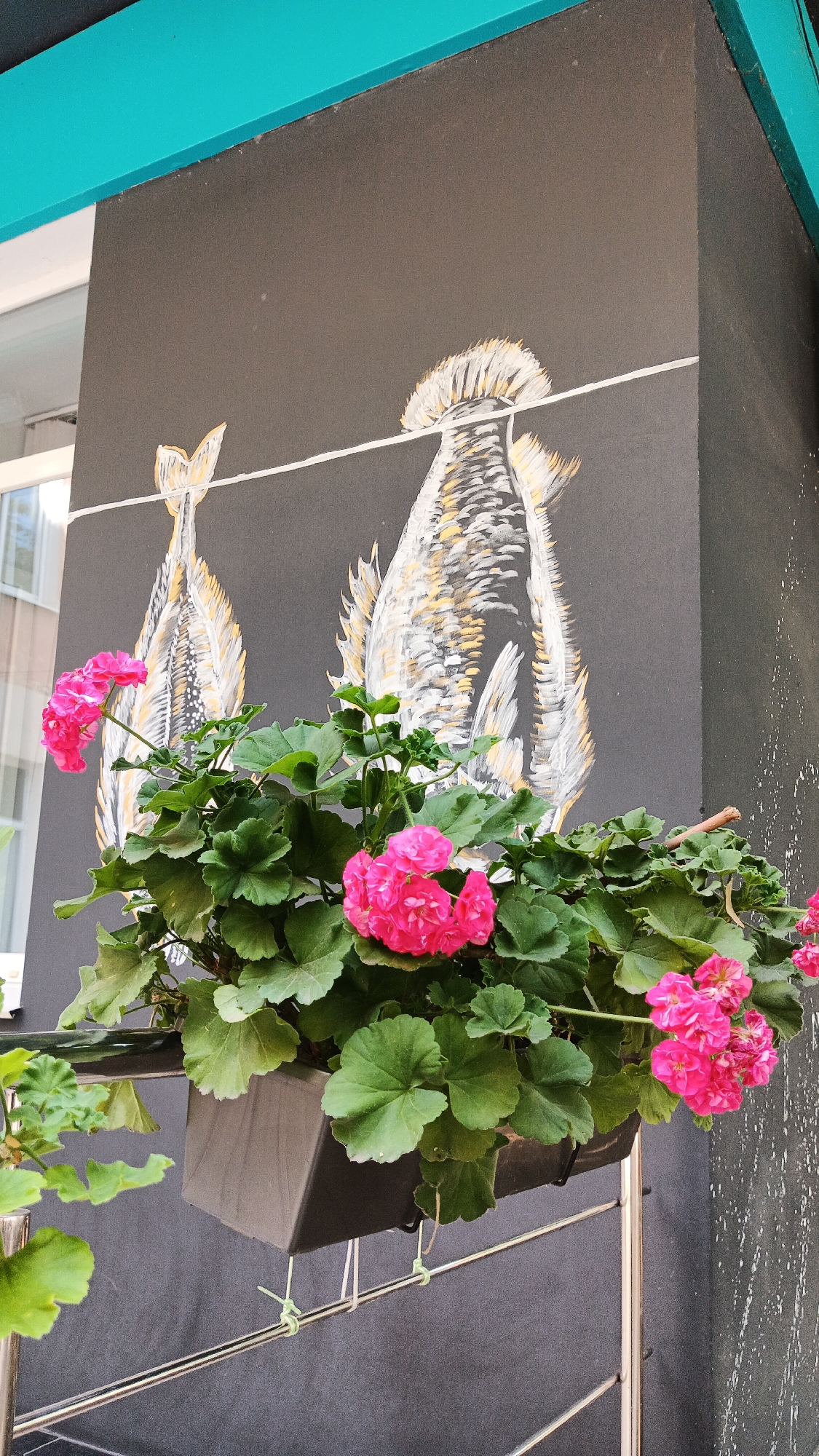A black, textured wall in Kryvyi Rih, Ukraine, features a mural depicting two stylized, white and gold fish suspended by a white line. In the foreground, a dark gray planter box overflows with vibrant pink geraniums and lush green leaves. The planter is attached to a metallic railing by several green zip ties. To the left of the wall, a building with white-framed windows is visible. The top of the image shows a bright turquoise trim.