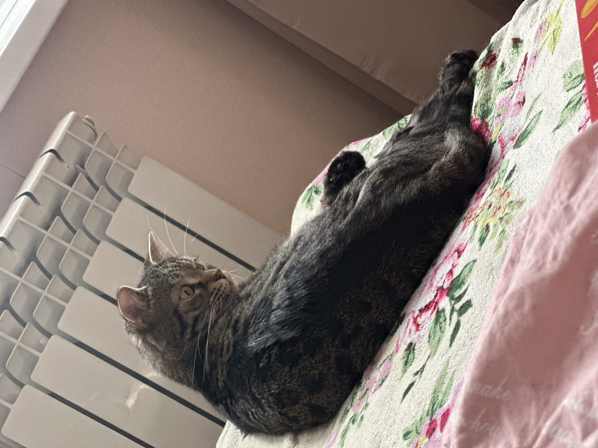 A tabby cat is the central subject of the image, captured in an indoor setting. The cat, with its distinctive brown, black, and grey striped fur, is stretched out and lying on a floral blanket. Its body faces to the right, while its head is turned upwards and to the left, suggesting it is looking at or observing something above and to its left. The cat appears relaxed yet alert.
The cat rests on a white blanket patterned with pink and green flowers and leaves. To the right, a plain pink fabric or blanket is visible, featuring faint, largely unreadable white text which appears to include words such as "make" and "home." To the left of the cat, a white panel radiator is prominently featured, positioned against a light-colored wall. A window frame or molding is partially visible in the upper left corner, and the ceiling above is a light beige or brown color.
The scene is well-lit, indicating it is daytime, with soft light illuminating the cat and its surroundings. The photograph is taken from a low vantage point, looking up at the cat. The overall atmosphere is calm and domestic. This scene is set within a home, with the location context provided as Stavropol, Russia.