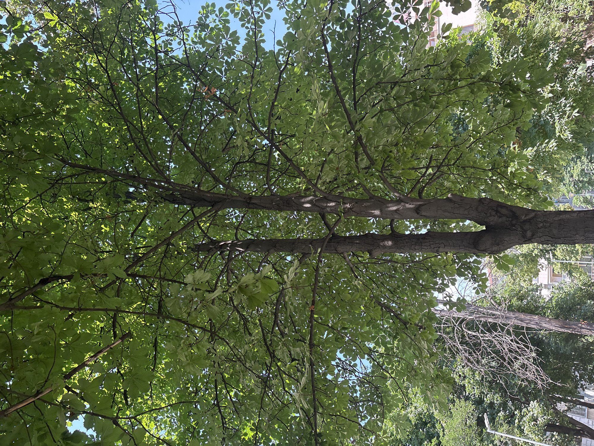 The image shows a view looking up through the canopy of a large tree with lush green leaves. The branches of the tree are thick and gnarled, with a rough, textured bark. Sunlight filters through the leaves, creating a dappled effect. In the background, glimpses of buildings and other trees can be seen, suggesting an urban or suburban setting. The sky is blue, indicating a clear day. The composition of the image, with the camera looking directly upwards, emphasizes the grandeur of the tree and the feeling of being immersed in nature. The overall impression is one of peace and tranquility, a moment of quiet observation in an otherwise busy world. The image appears to have been taken during daylight hours, possibly in the late morning or early afternoon, given the brightness of the sunlight. There is no visible text in the image.