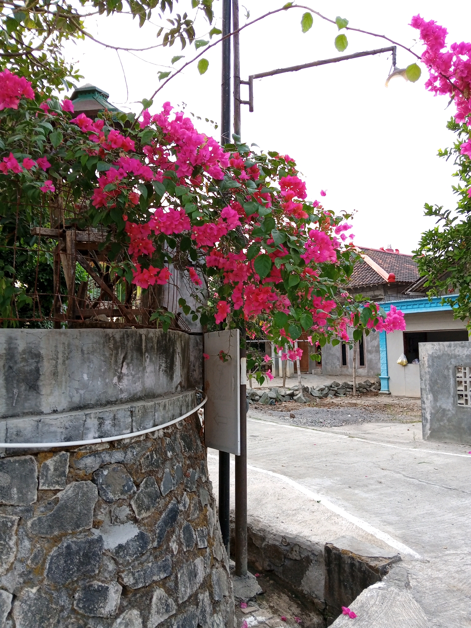 A photograph taken in Plesan, Indonesia, captures a vibrant bougainvillea bush with bright pink flowers in full bloom, cascading over a stone-and-concrete wall. The wall, textured with rough stones at the bottom and a smoother concrete finish above, curves into the foreground. A metal pole with a light fixture extends upwards behind the flowering bush. In the background, a narrow concrete road leads towards a modest residential building with a tiled roof and light-colored walls, one section featuring a blue trim around a window. The environment appears to be a residential street with a sense of tropical vegetation. The sky is overcast, suggesting a cloudy day.