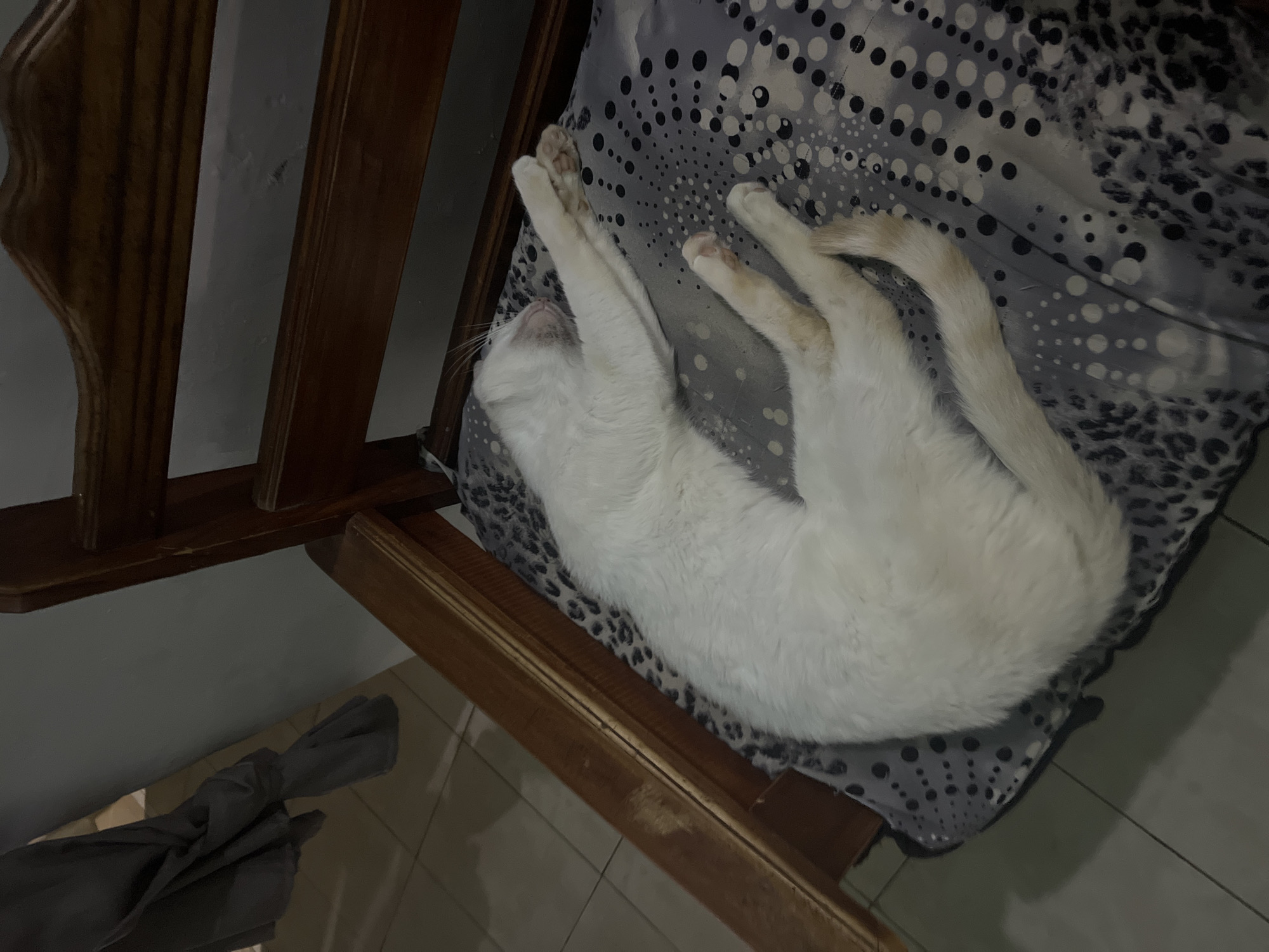 An overhead shot depicts a white cat asleep on a chair within a residence in Juan Griego, Venezuela. The cat, exhibiting a relaxed posture, lies on its right side with its head resting on a grey cushion adorned with a pattern of white and black dots. Its front paws are extended forward and slightly crossed, revealing pink paw pads, while its hind legs are bent. The tail, light in color, extends towards the lower right. The cat's fur is predominantly white, with a subtle yellowish tint on its tail. The cushion rests on a dark brown wooden chair with a carved top rail and visible wear. In the background, a light grey wall shows minor imperfections, and a light-colored tiled floor with dark grout lines is visible. A draped piece of dark grey fabric hangs in the upper left corner of the frame. No human subjects are present, and the scene is uniformly lit, suggesting an indoor setting.